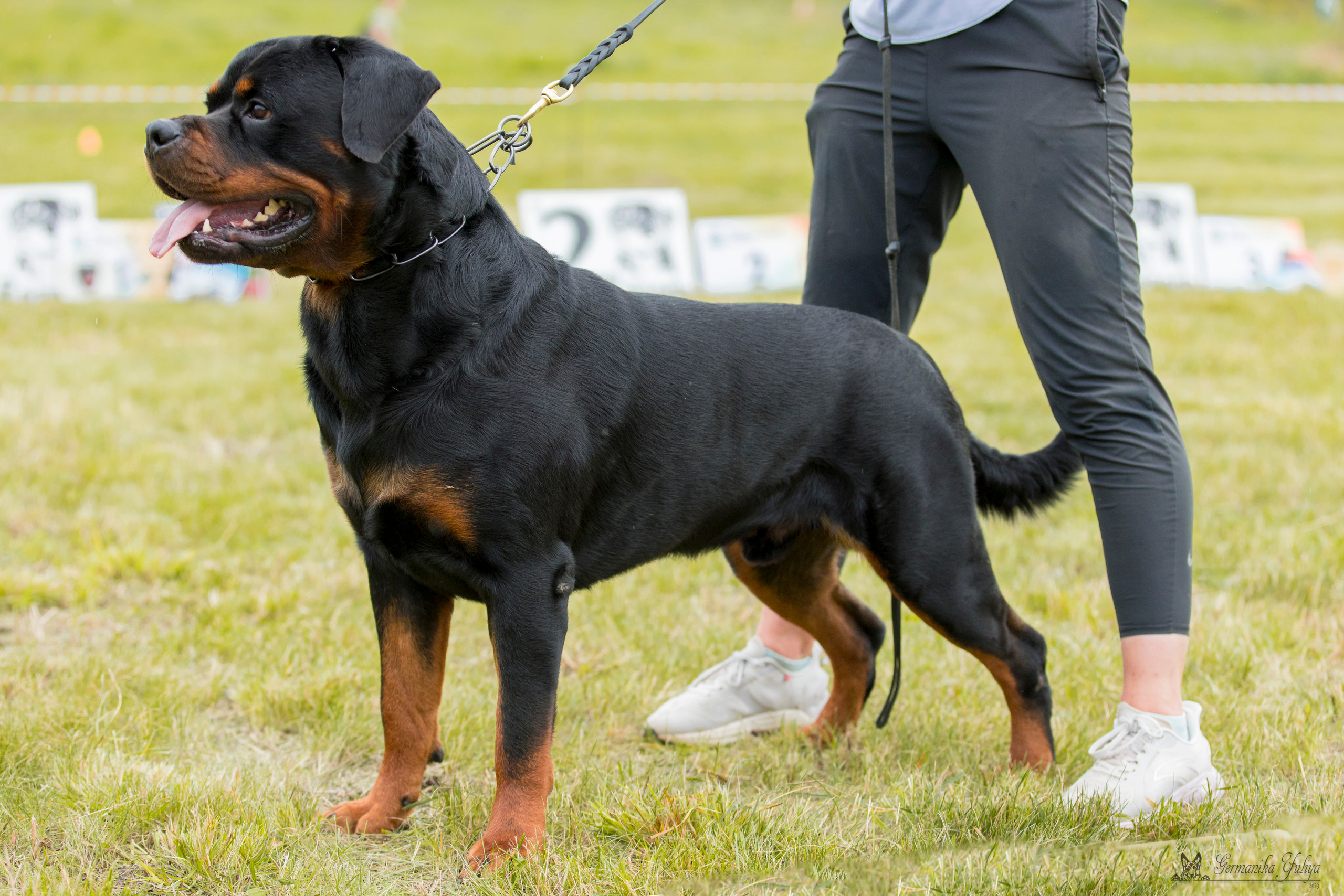 Рязань моно ротвейлеров 12.08.2023. Фотограф-анималист Юлия Германика