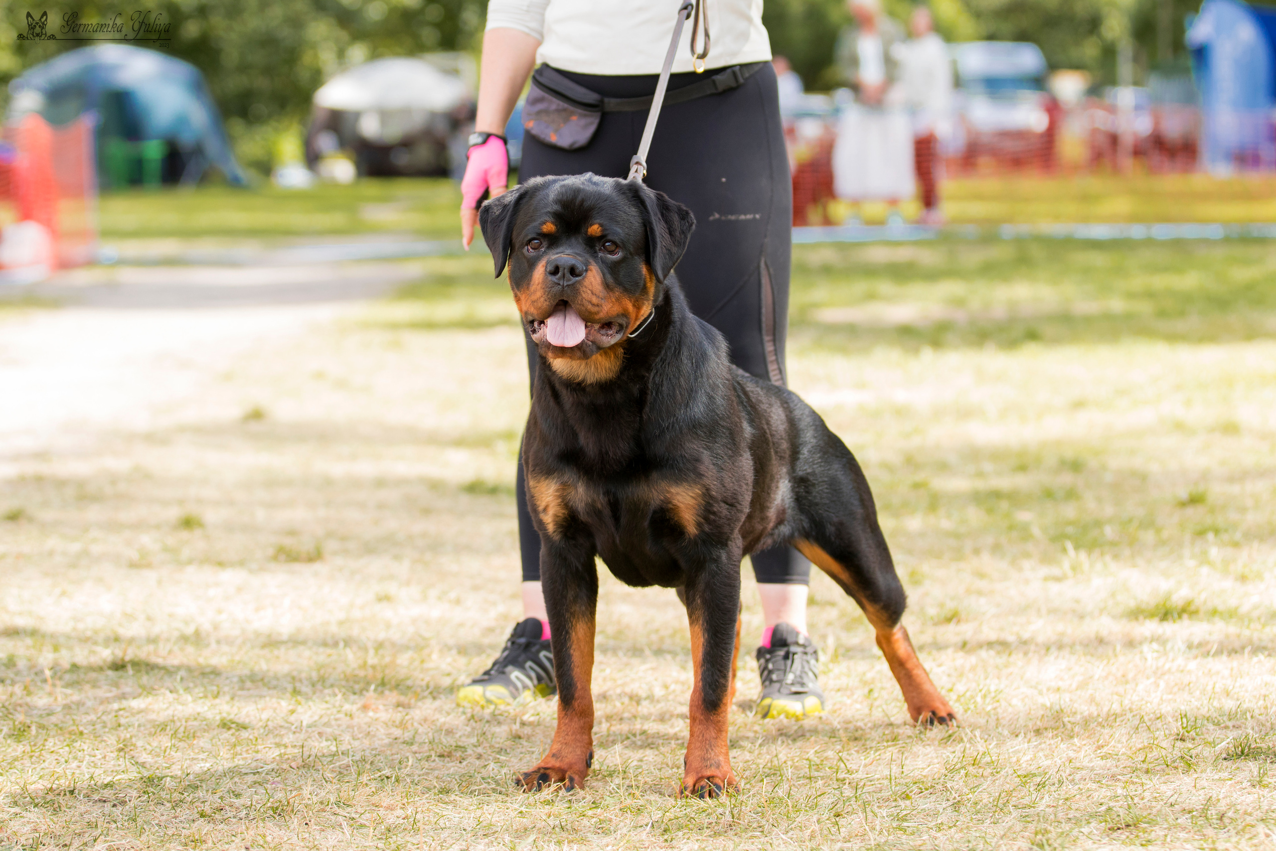 ПК и КЧК ротвейлеров Питер 22-23.07.2023. Фотограф-анималист Юлия Германика