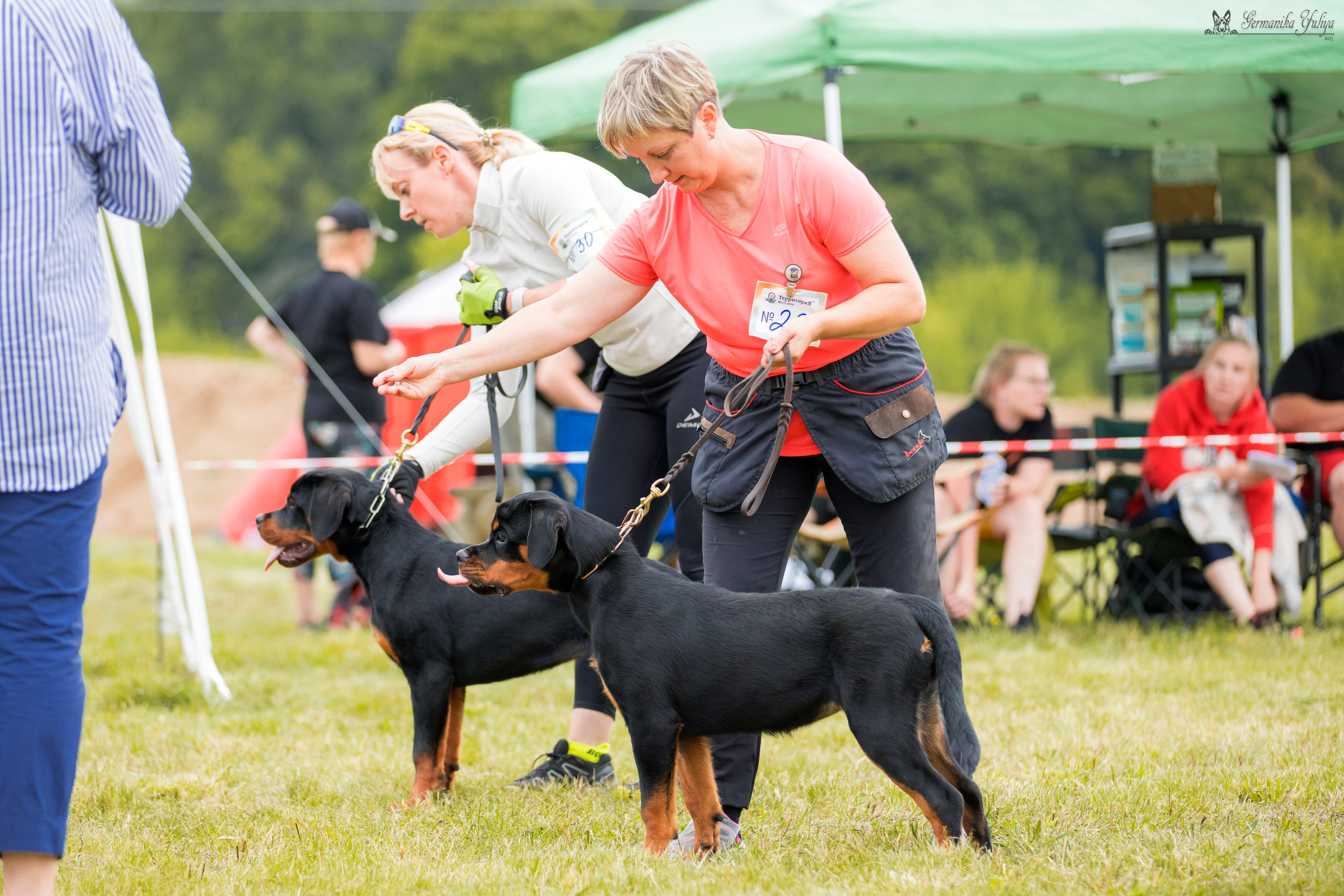 Рязань моно ротвейлеров 12.08.2023. Фотограф-анималист Юлия Германика