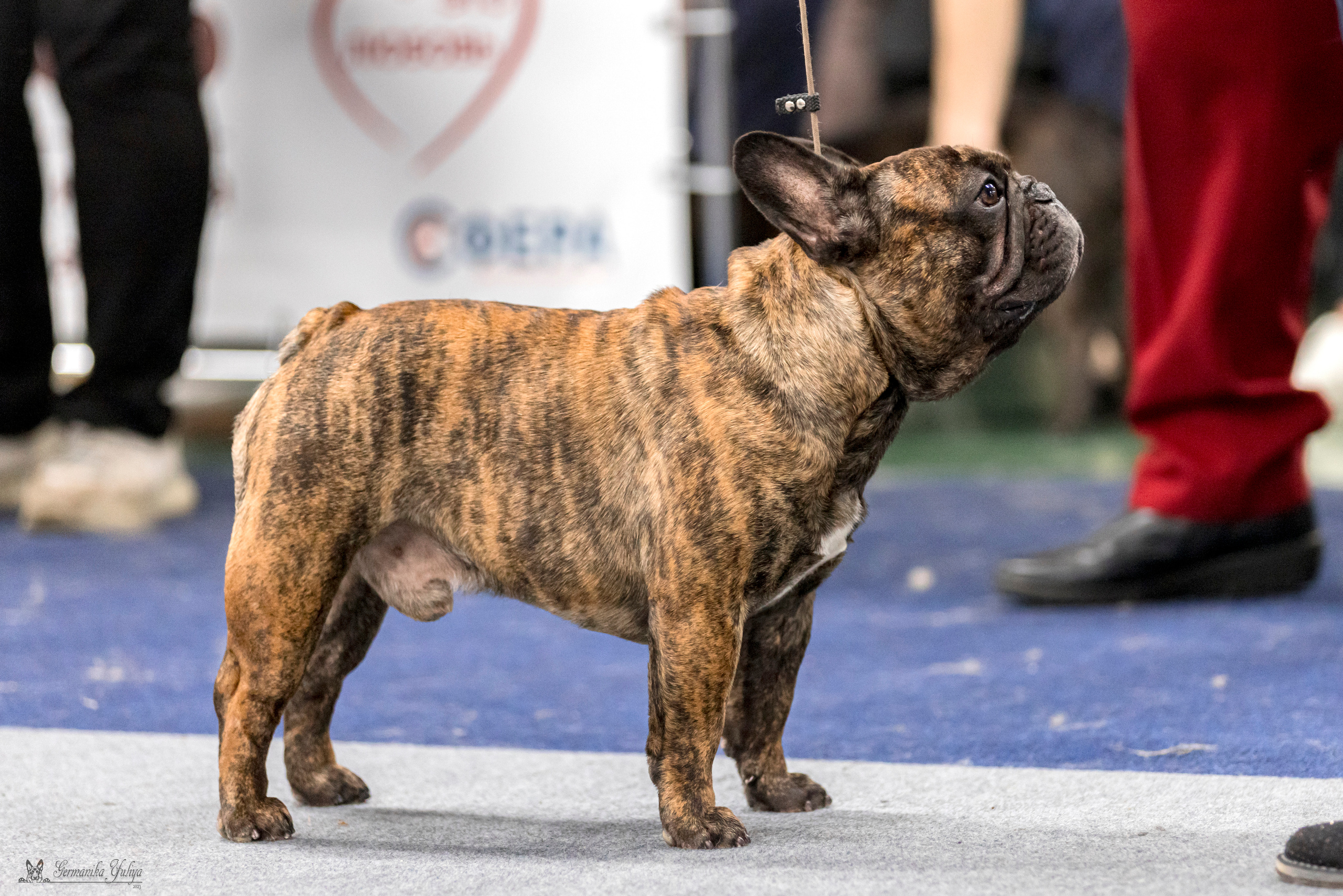 Сфера-Ховрино 29-30.07.2023. Фотограф-анималист Юлия Германика