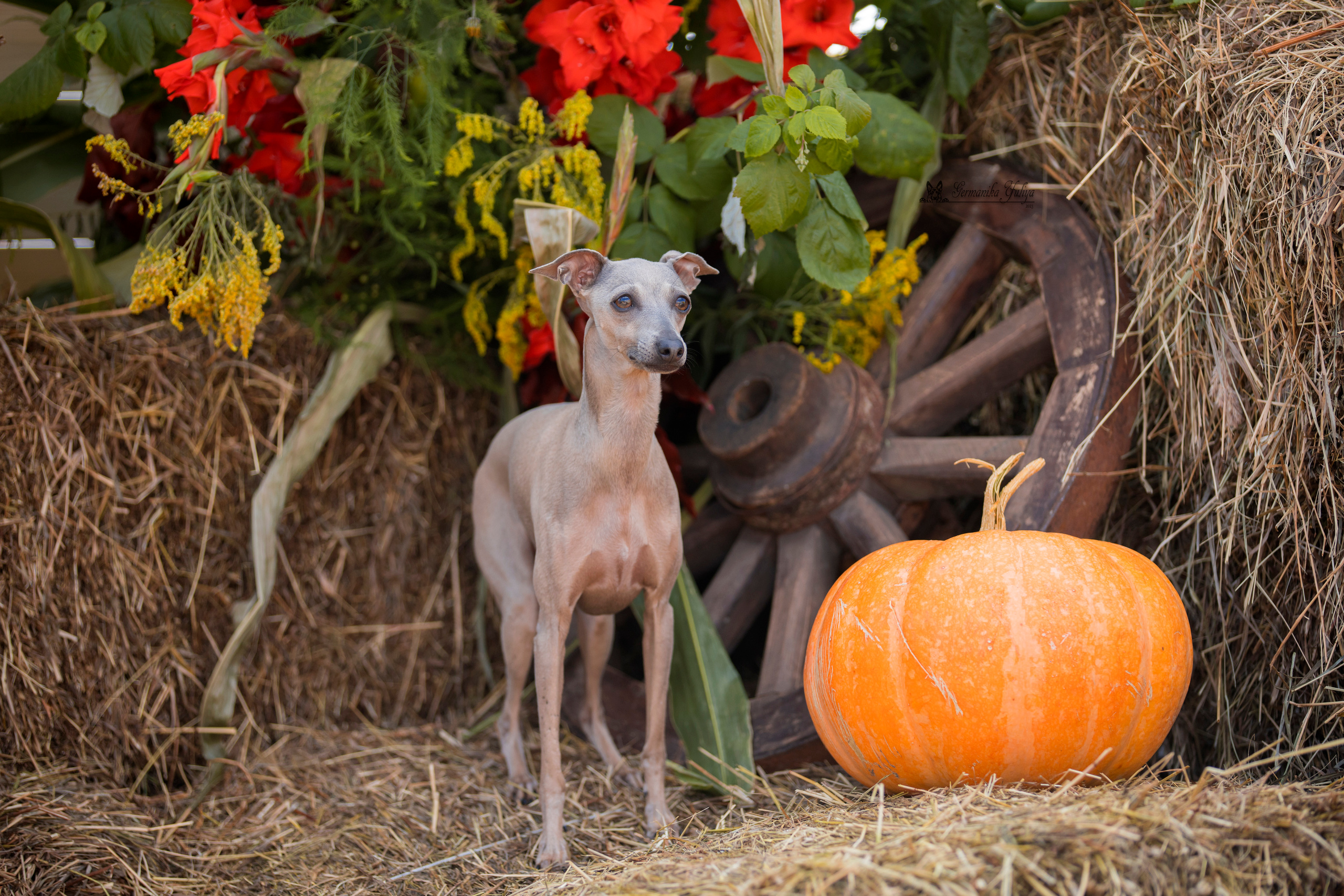 Питер 2-3.09.2023. Фотограф-анималист Юлия Германика