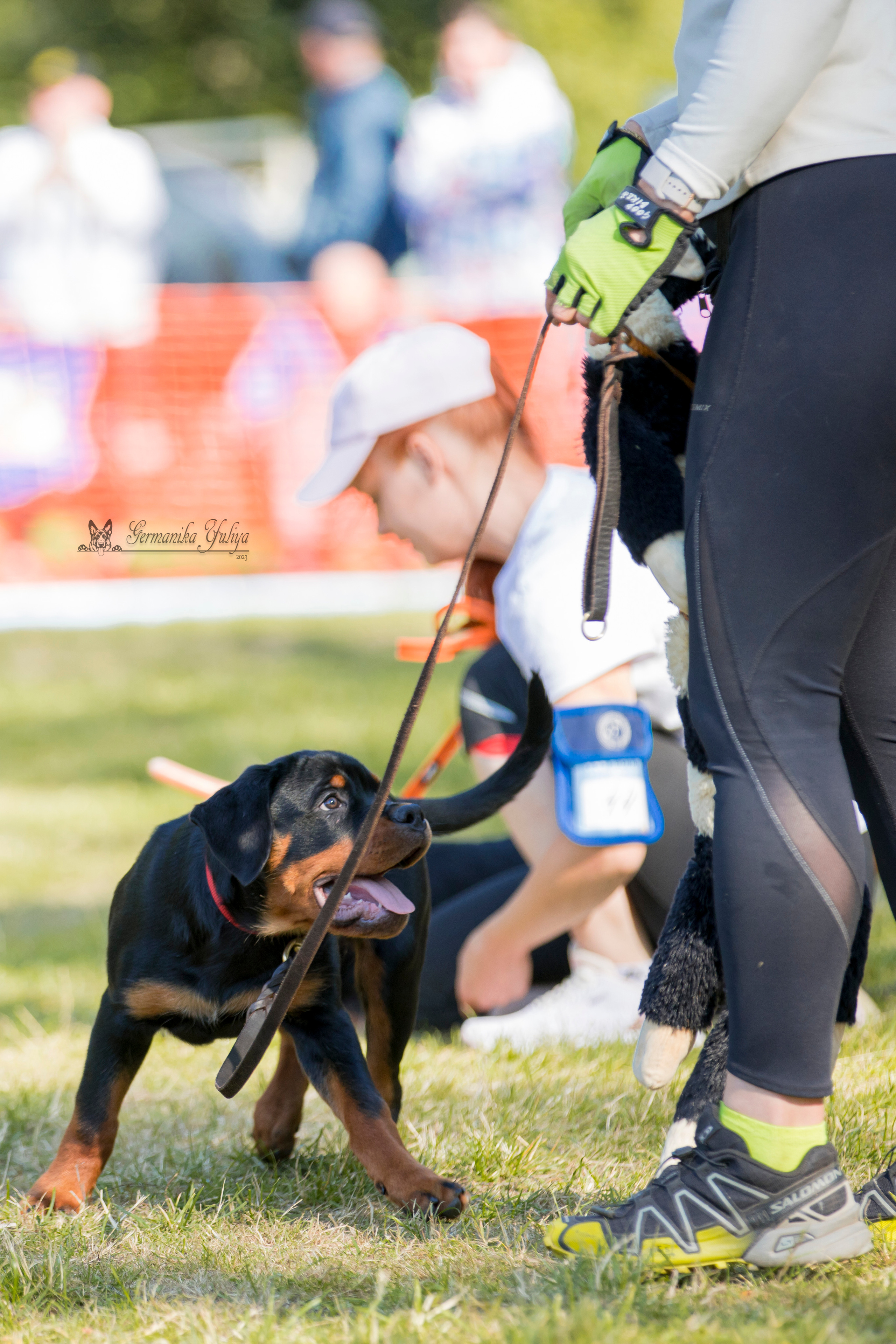 ПК и КЧК ротвейлеров Питер 22-23.07.2023. Фотограф-анималист Юлия Германика