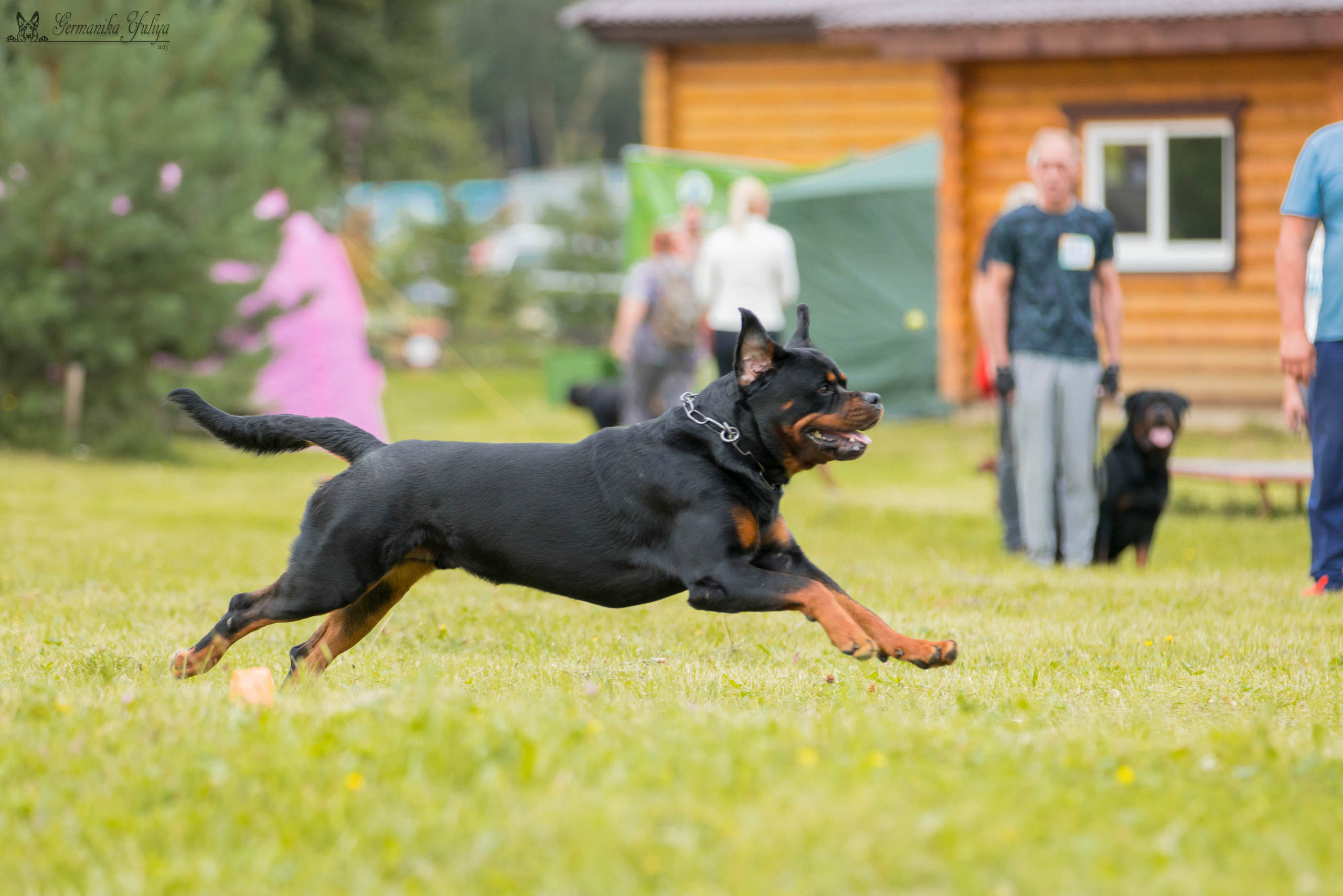 Рязань моно ротвейлеров 12.08.2023. Фотограф-анималист Юлия Германика