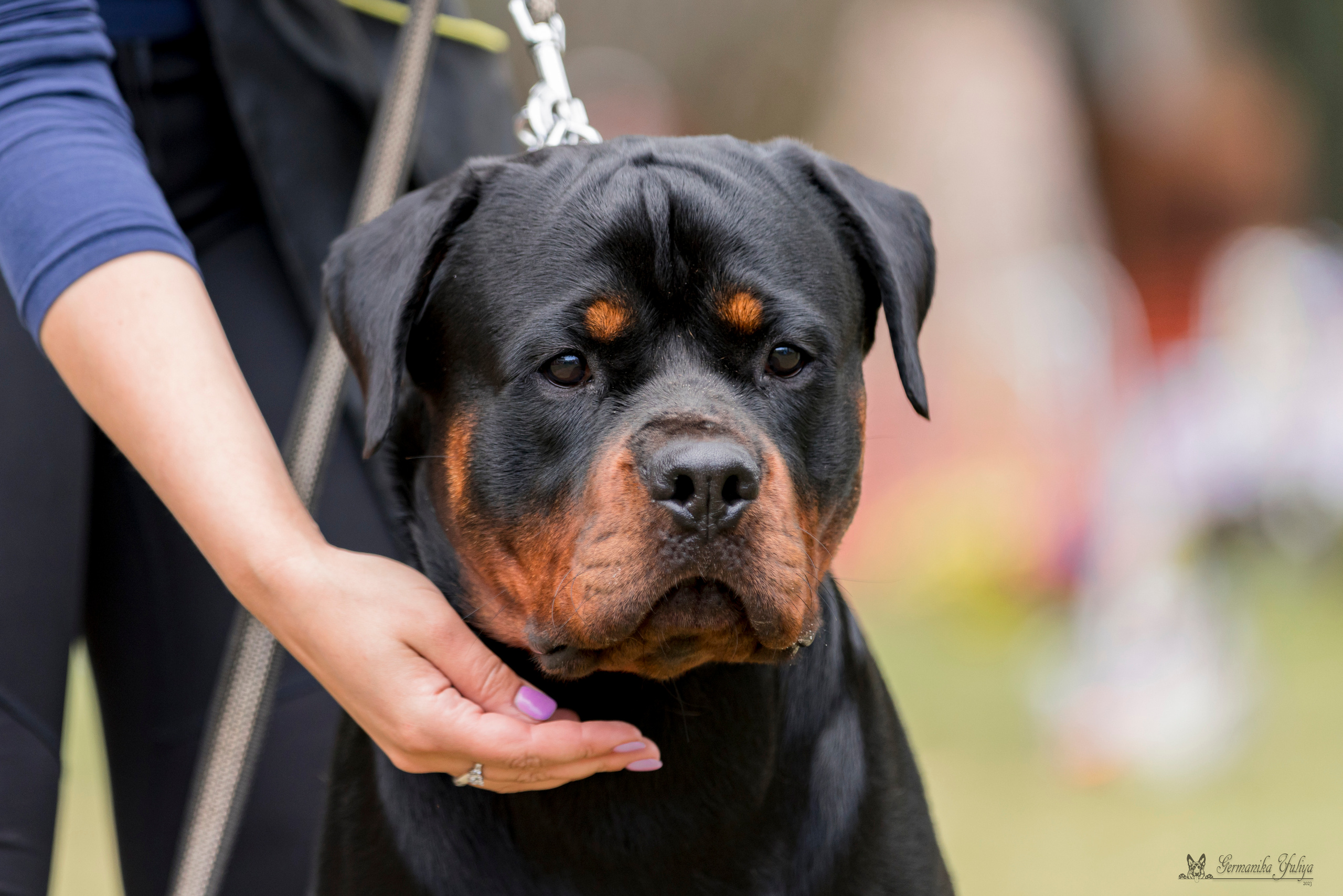 ПК и КЧК ротвейлеров Питер 22-23.07.2023. Фотограф-анималист Юлия Германика