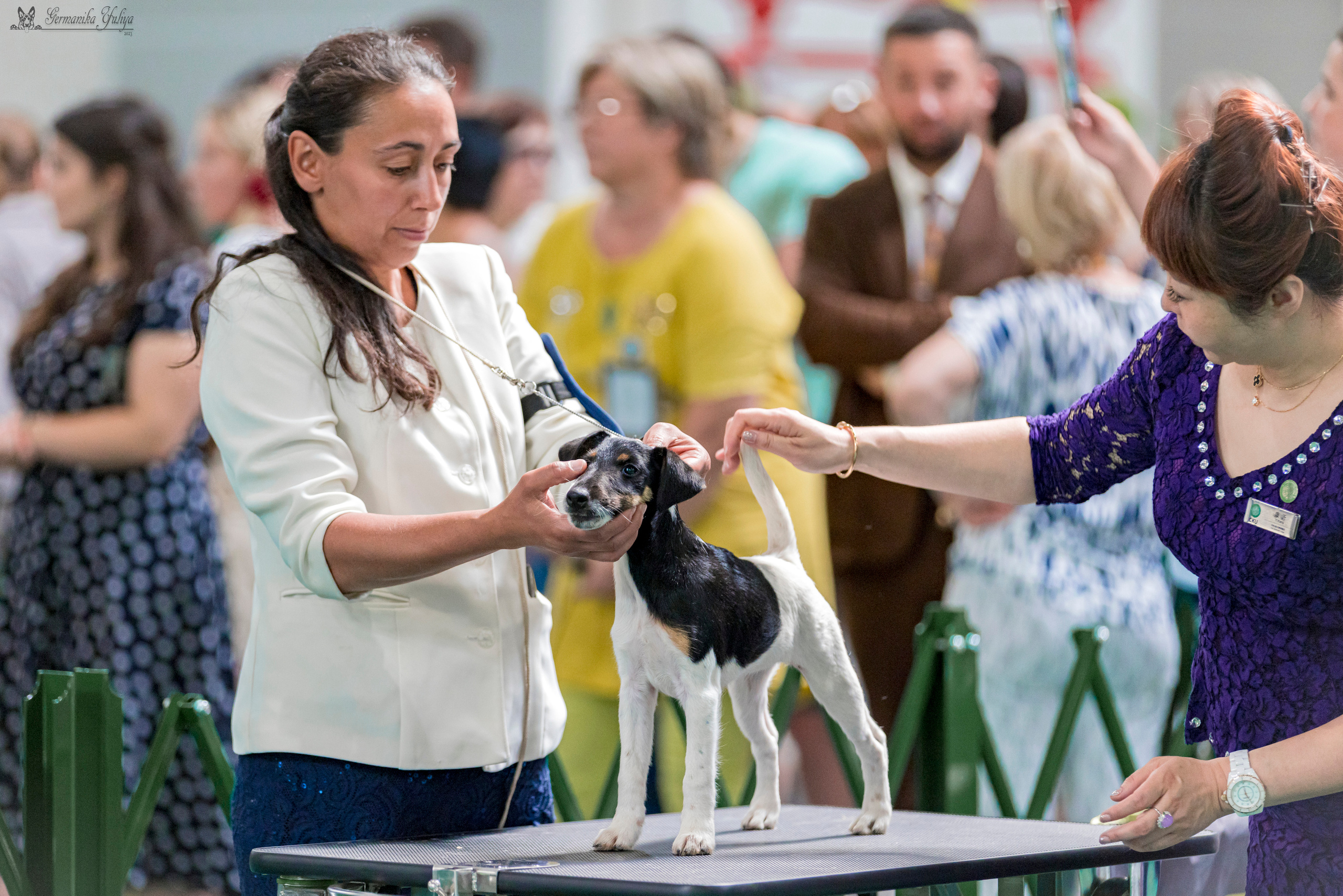 Крокус,Псков 5-6.08.2023. Фотограф-анималист Юлия Германика
