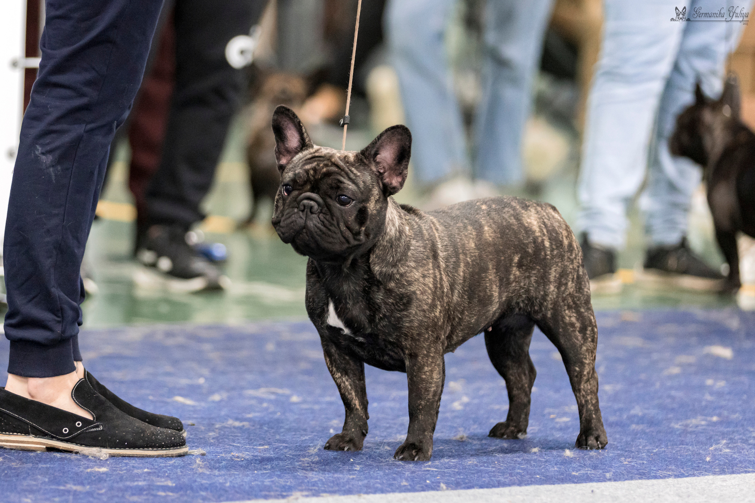 Сфера-Ховрино 29-30.07.2023. Фотограф-анималист Юлия Германика