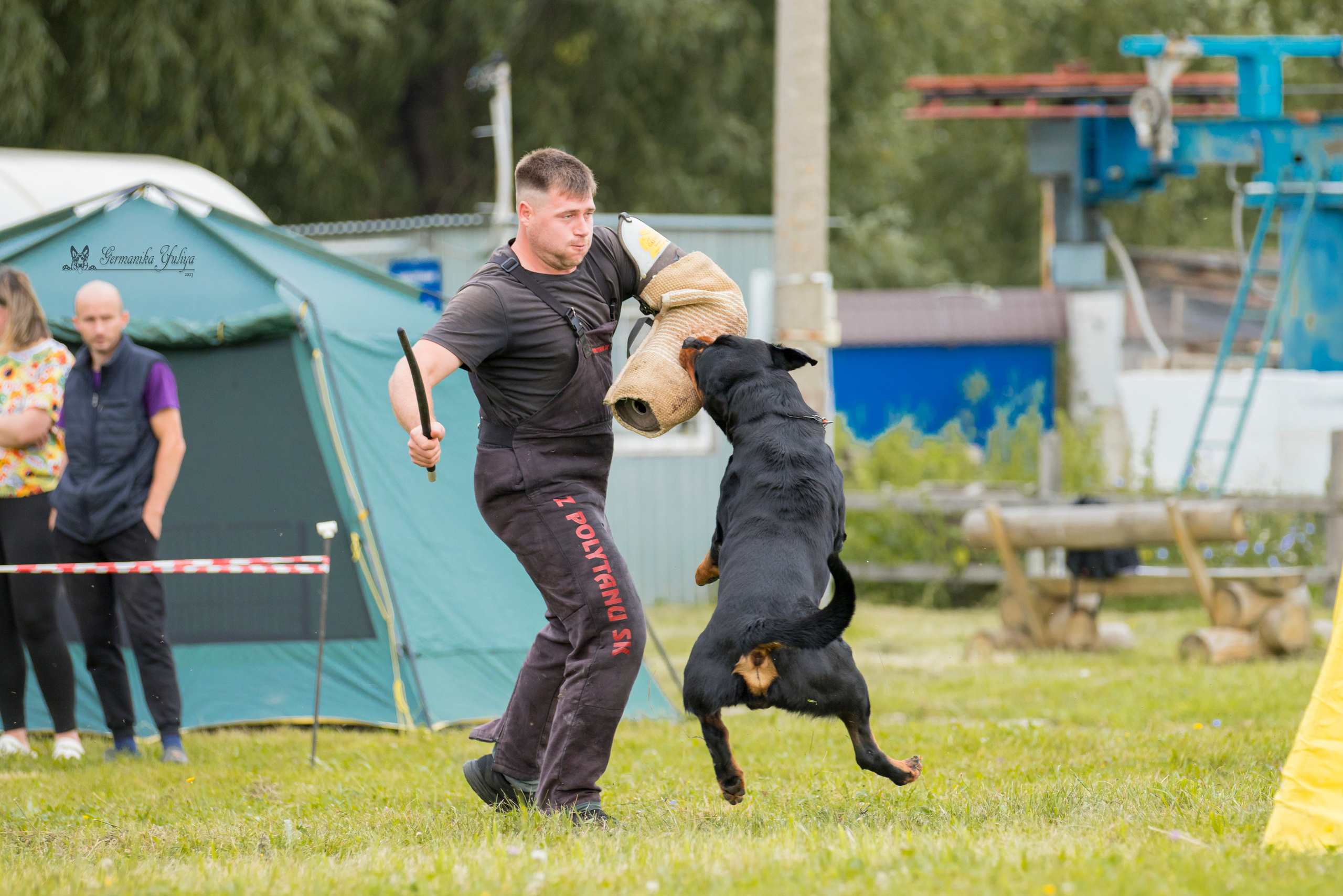 Рязань моно ротвейлеров 12.08.2023. Фотограф-анималист Юлия Германика