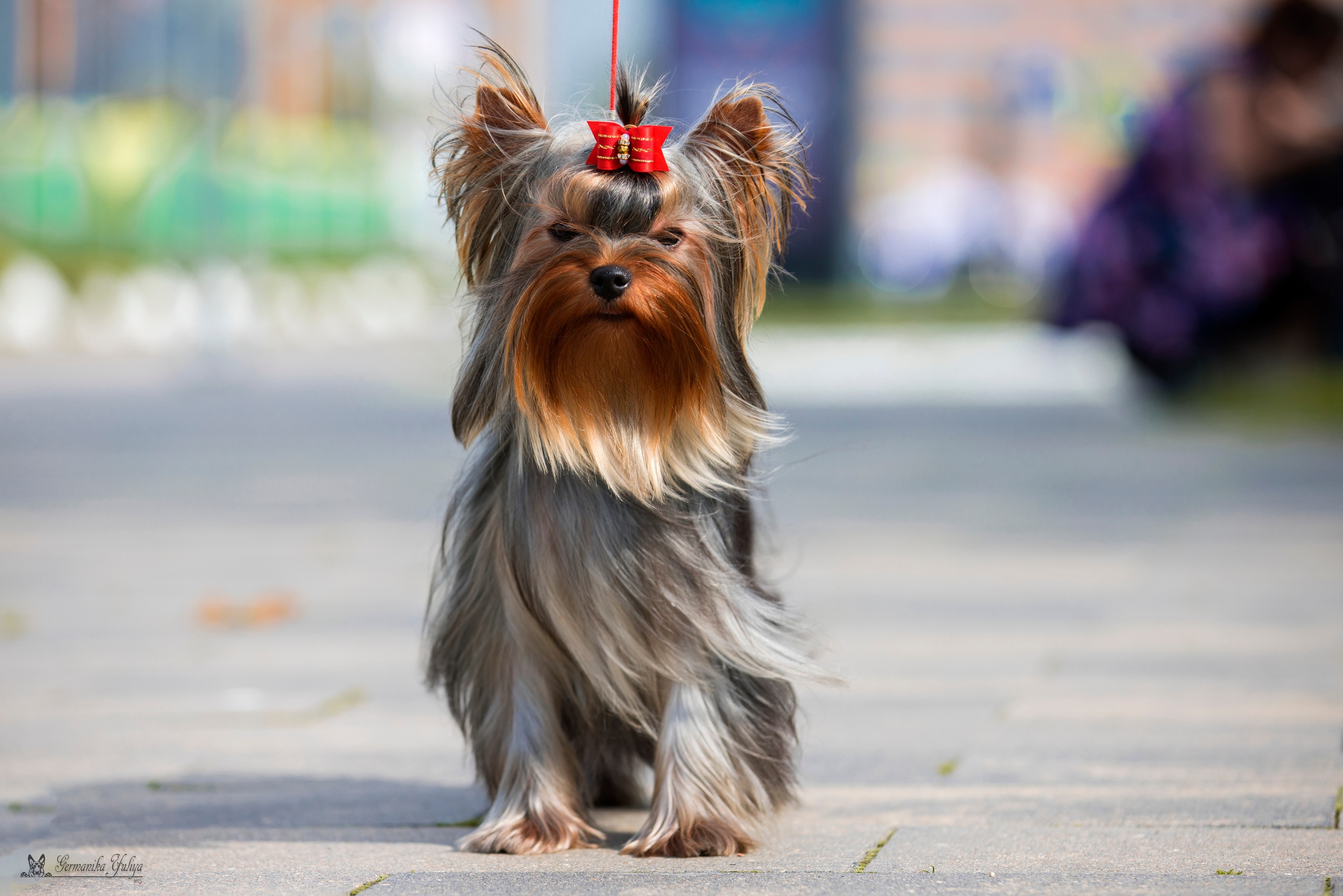 Питер 2-3.09.2023. Фотограф-анималист Юлия Германика