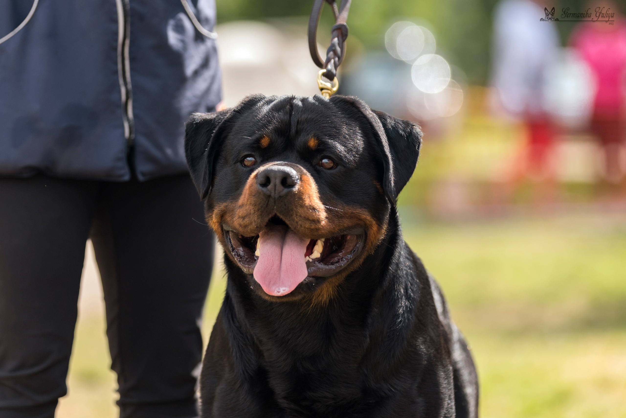 ПК и КЧК ротвейлеров Питер 22-23.07.2023. Фотограф-анималист Юлия Германика