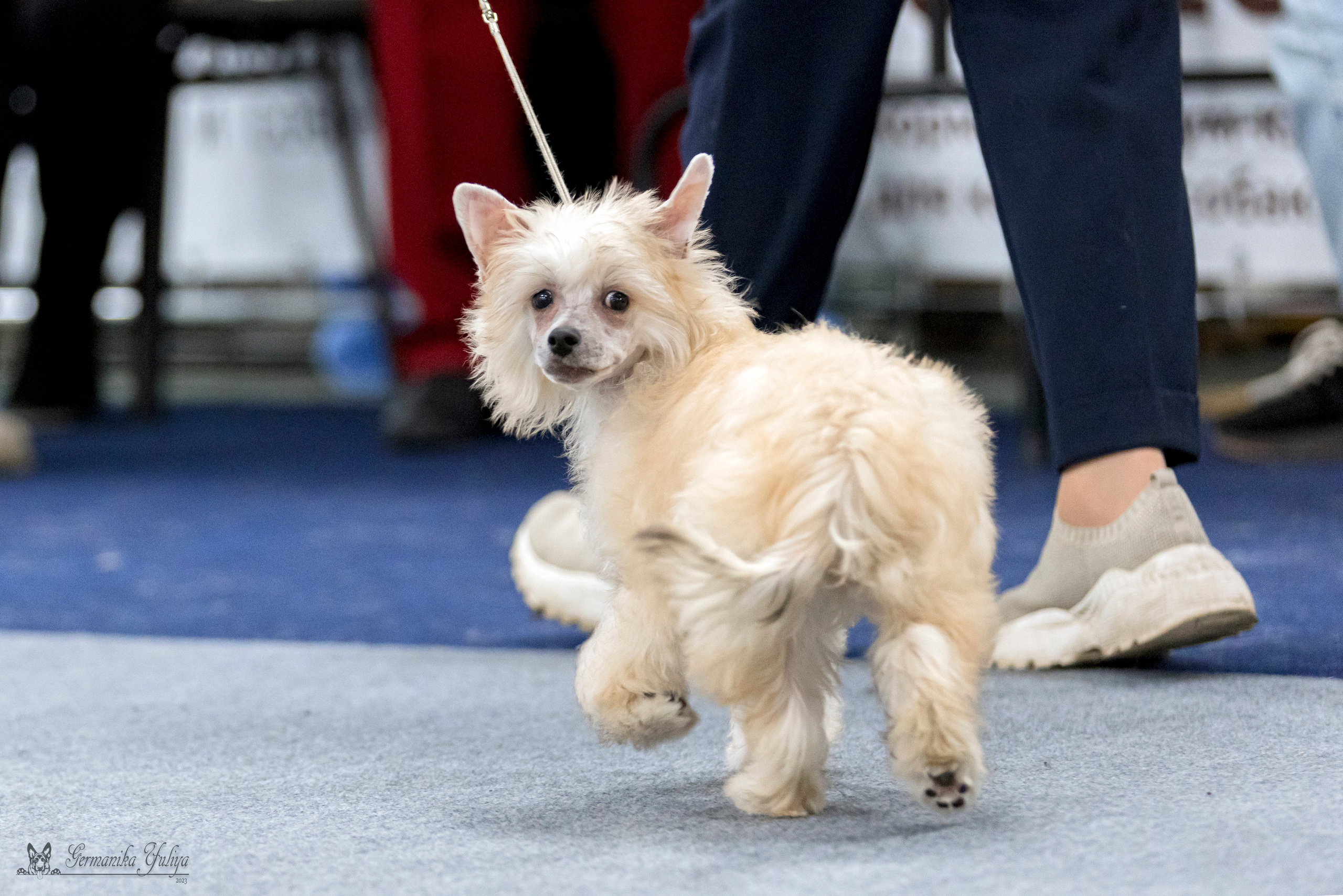 Сфера-Ховрино 29-30.07.2023. Фотограф-анималист Юлия Германика