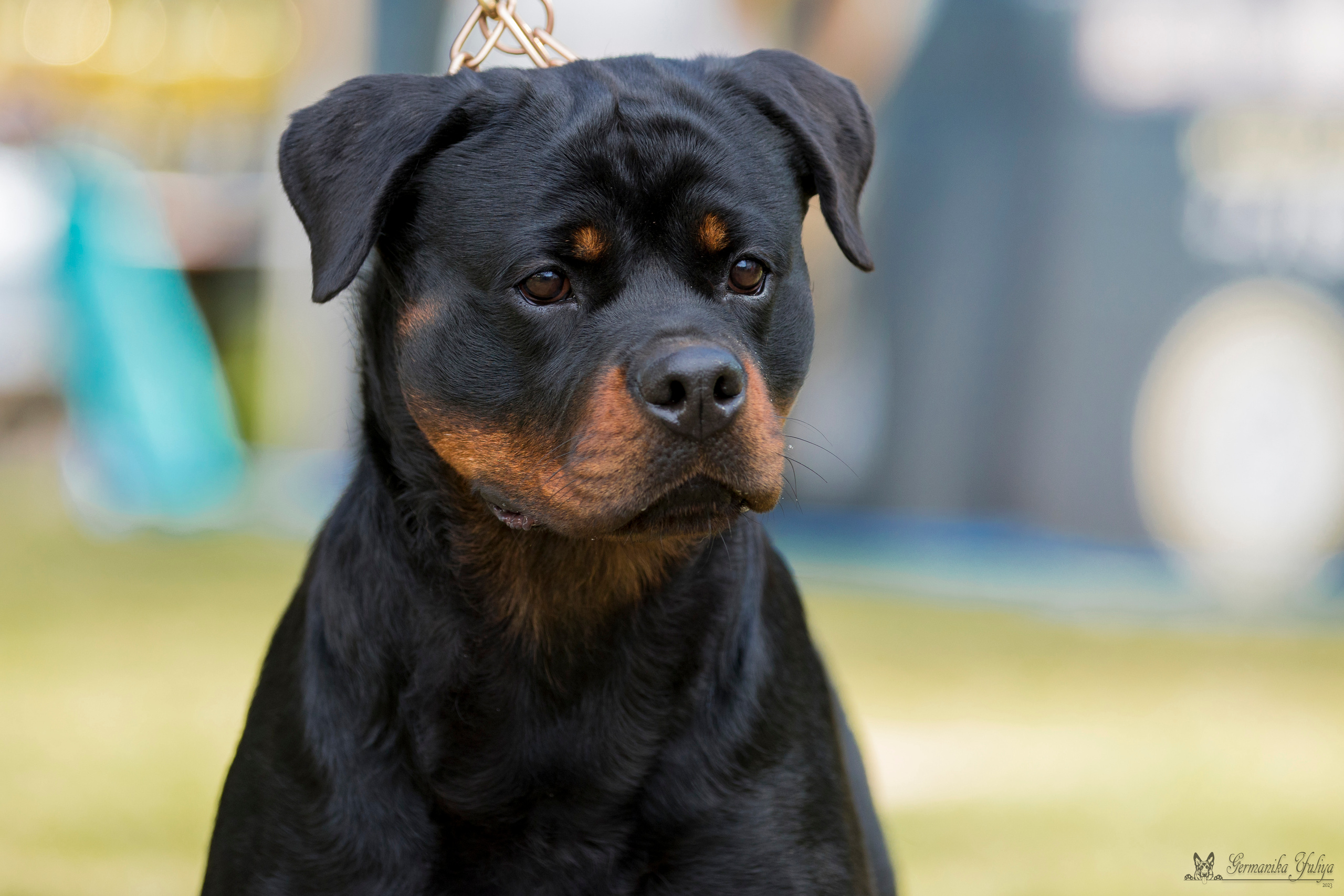 ПК и КЧК ротвейлеров Питер 22-23.07.2023. Фотограф-анималист Юлия Германика