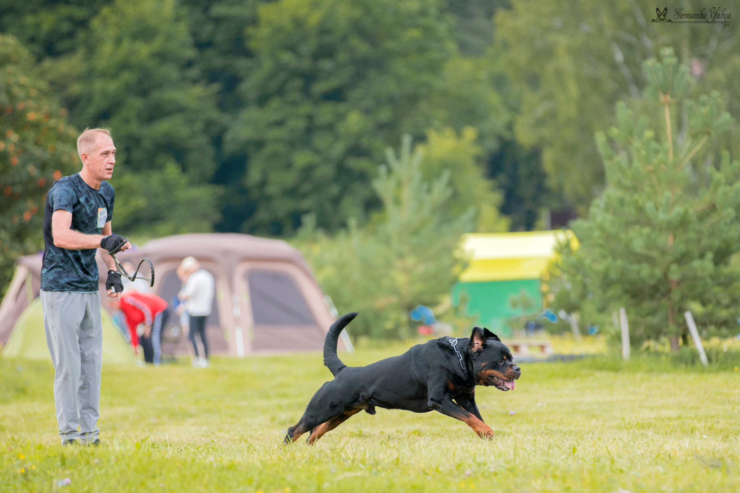Рязань моно ротвейлеров 12.08.2023. Фотограф-анималист Юлия Германика