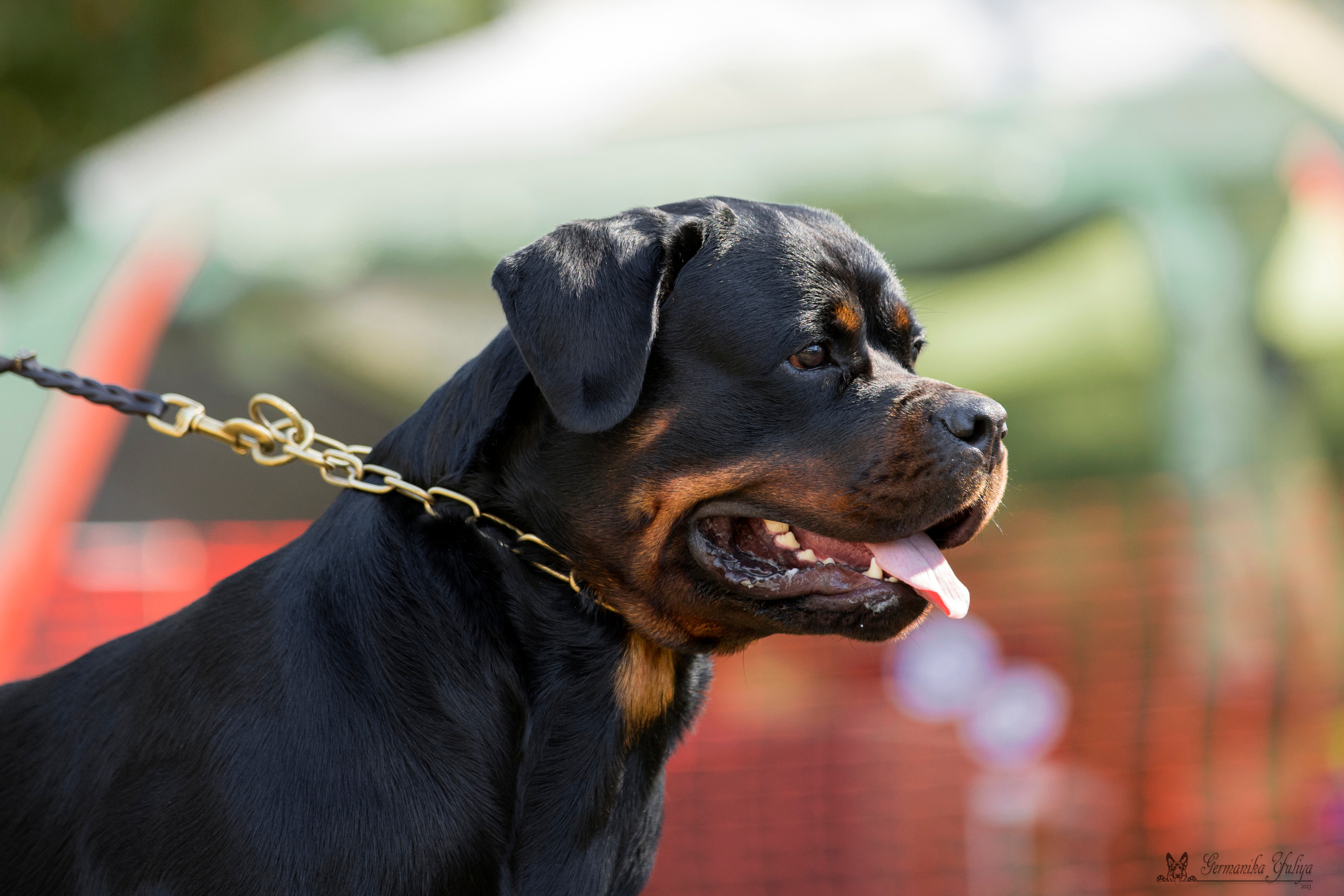 ПК и КЧК ротвейлеров Питер 22-23.07.2023. Фотограф-анималист Юлия Германика