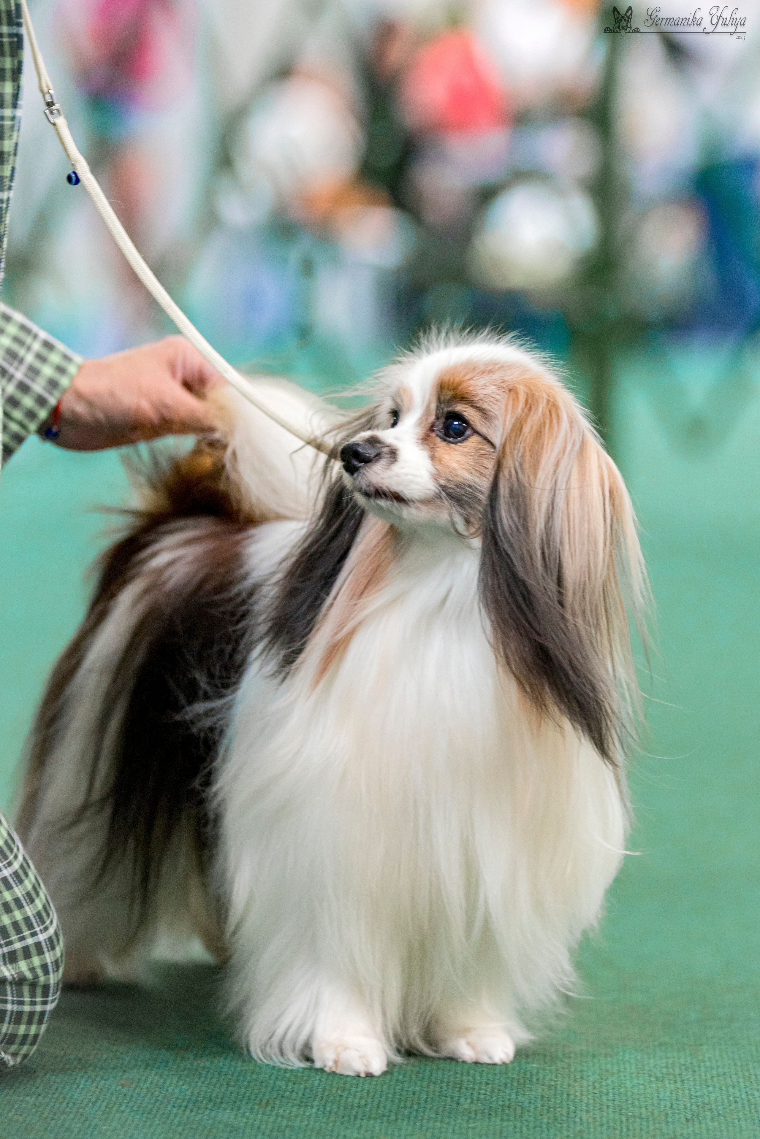Крокус,Псков 5-6.08.2023. Фотограф-анималист Юлия Германика