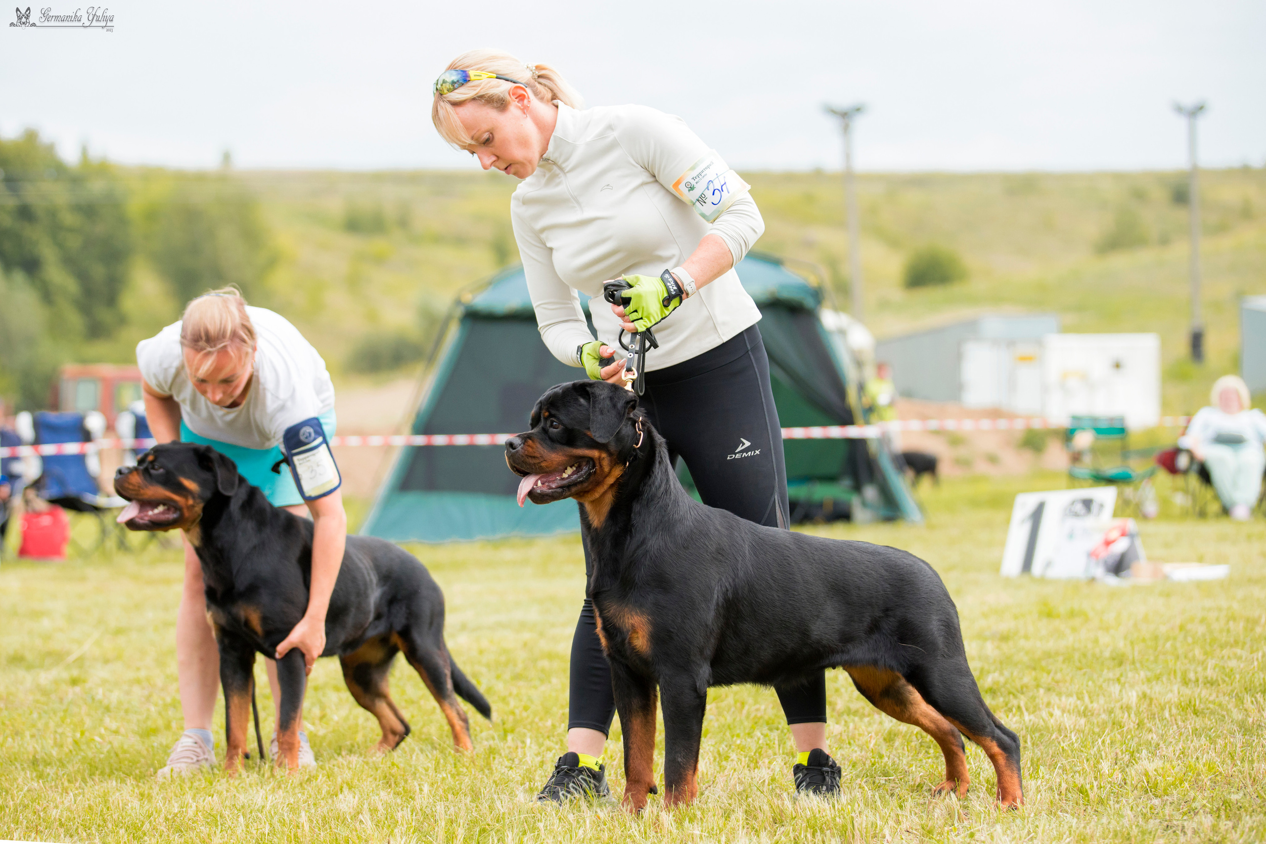 Рязань моно ротвейлеров 12.08.2023. Фотограф-анималист Юлия Германика
