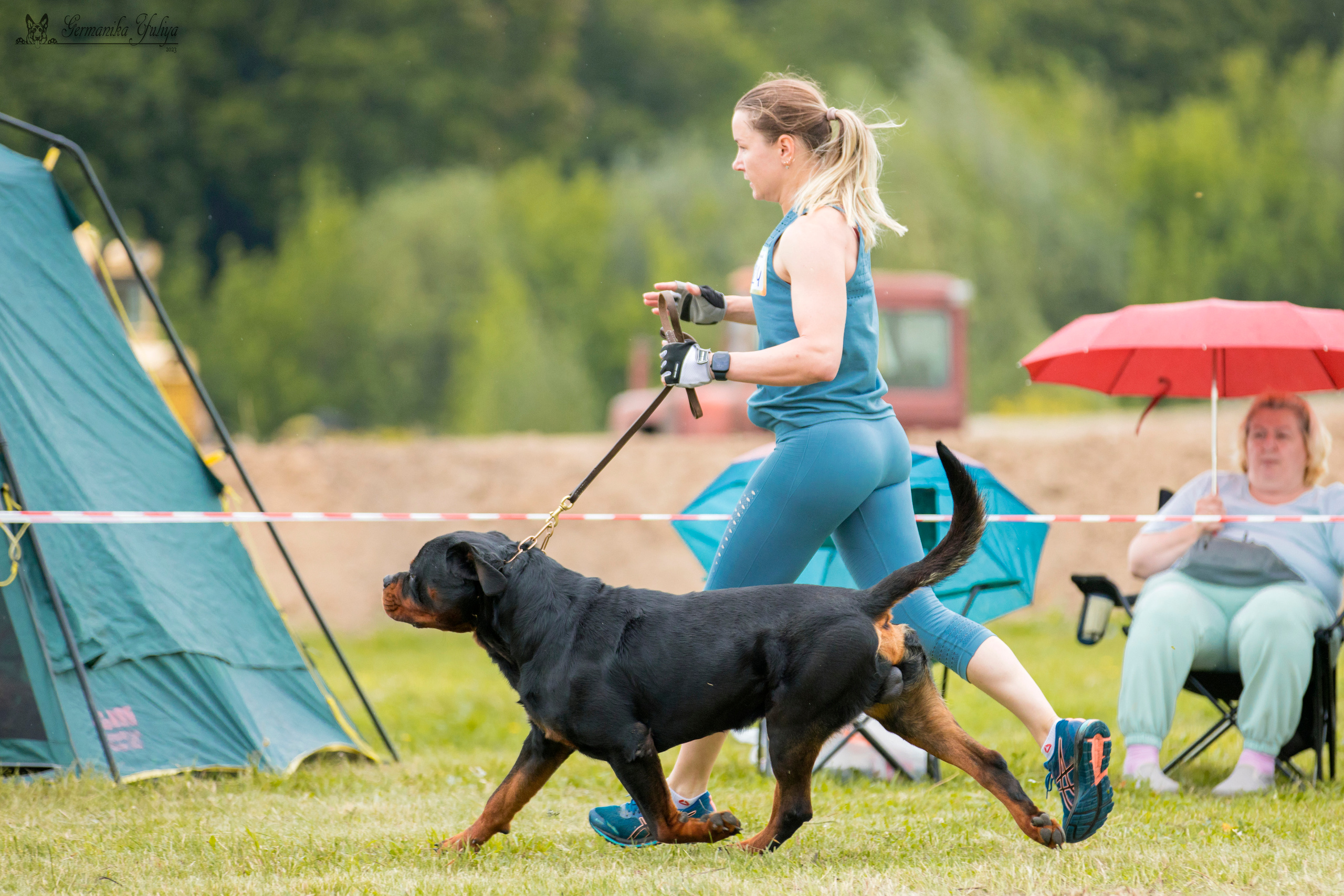 Рязань моно ротвейлеров 12.08.2023. Фотограф-анималист Юлия Германика