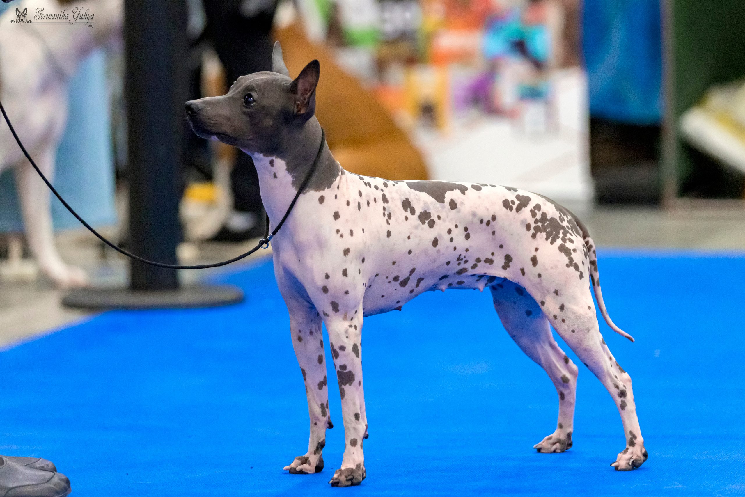 Питер 2-3.09.2023. Фотограф-анималист Юлия Германика