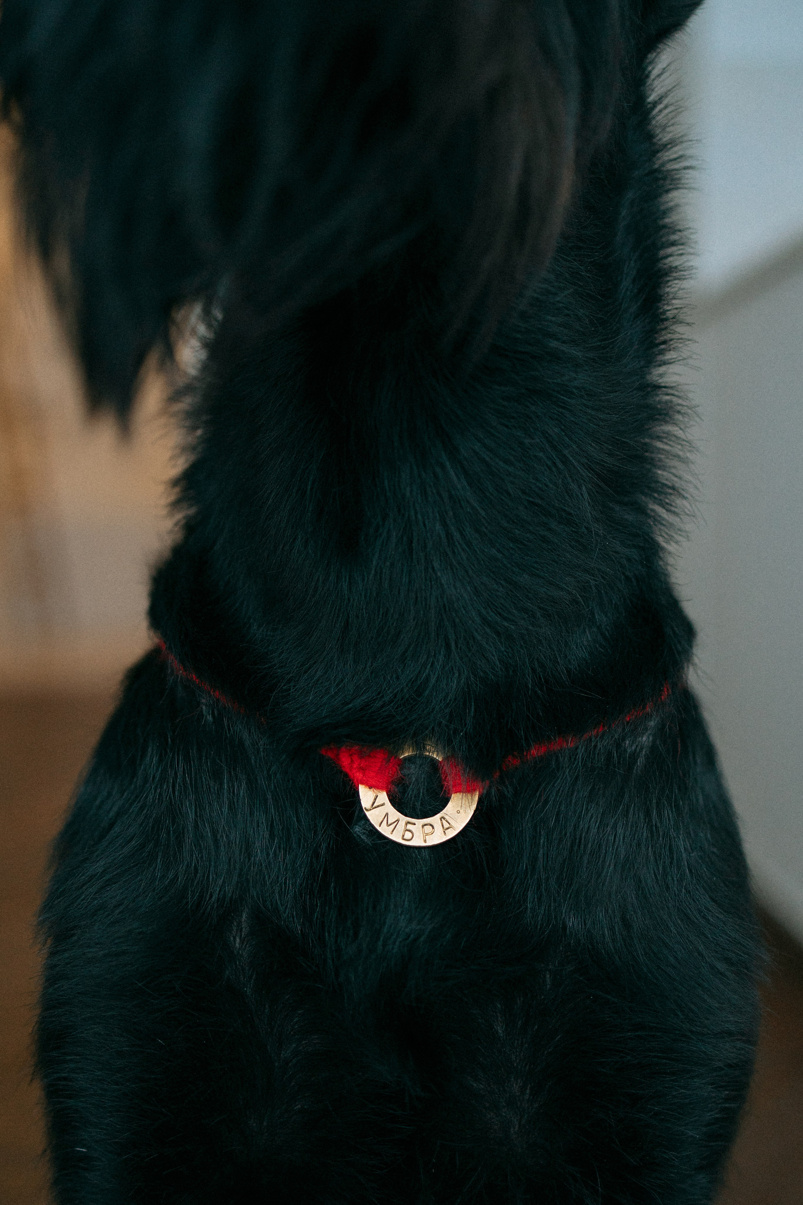 Умбра и Даша. Фотограф анималист Анастасия Пикей