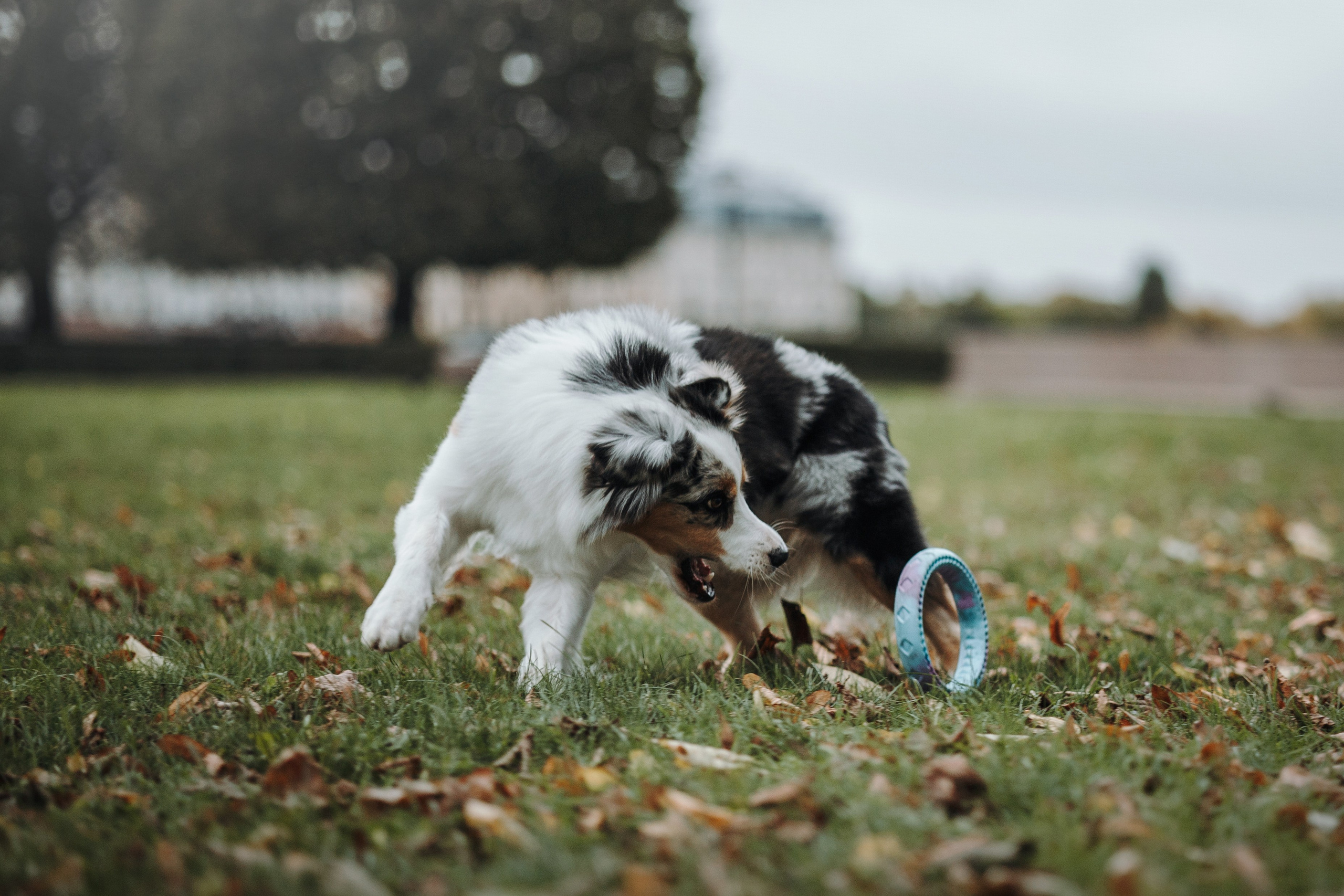 Ирина и Кайса. Фотограф — Анималист | Санкт-Петербург