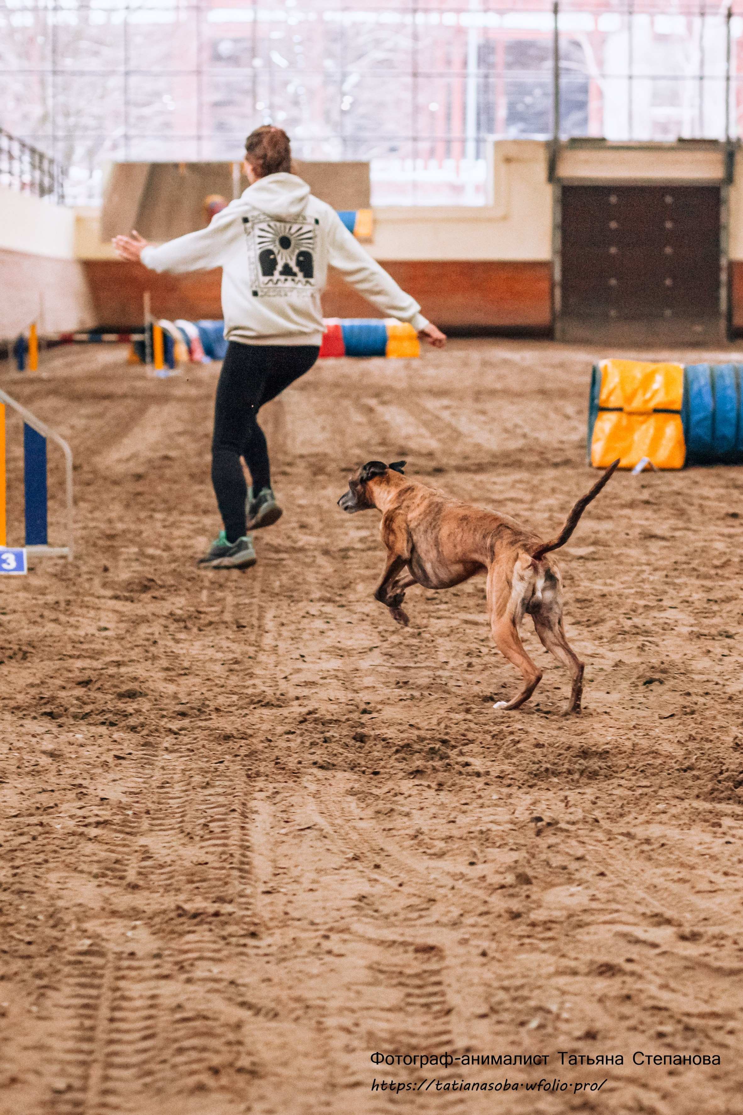 Соревнования по Аджилити 25.02.2024. Фотограф-анималист Татьяна Степанова