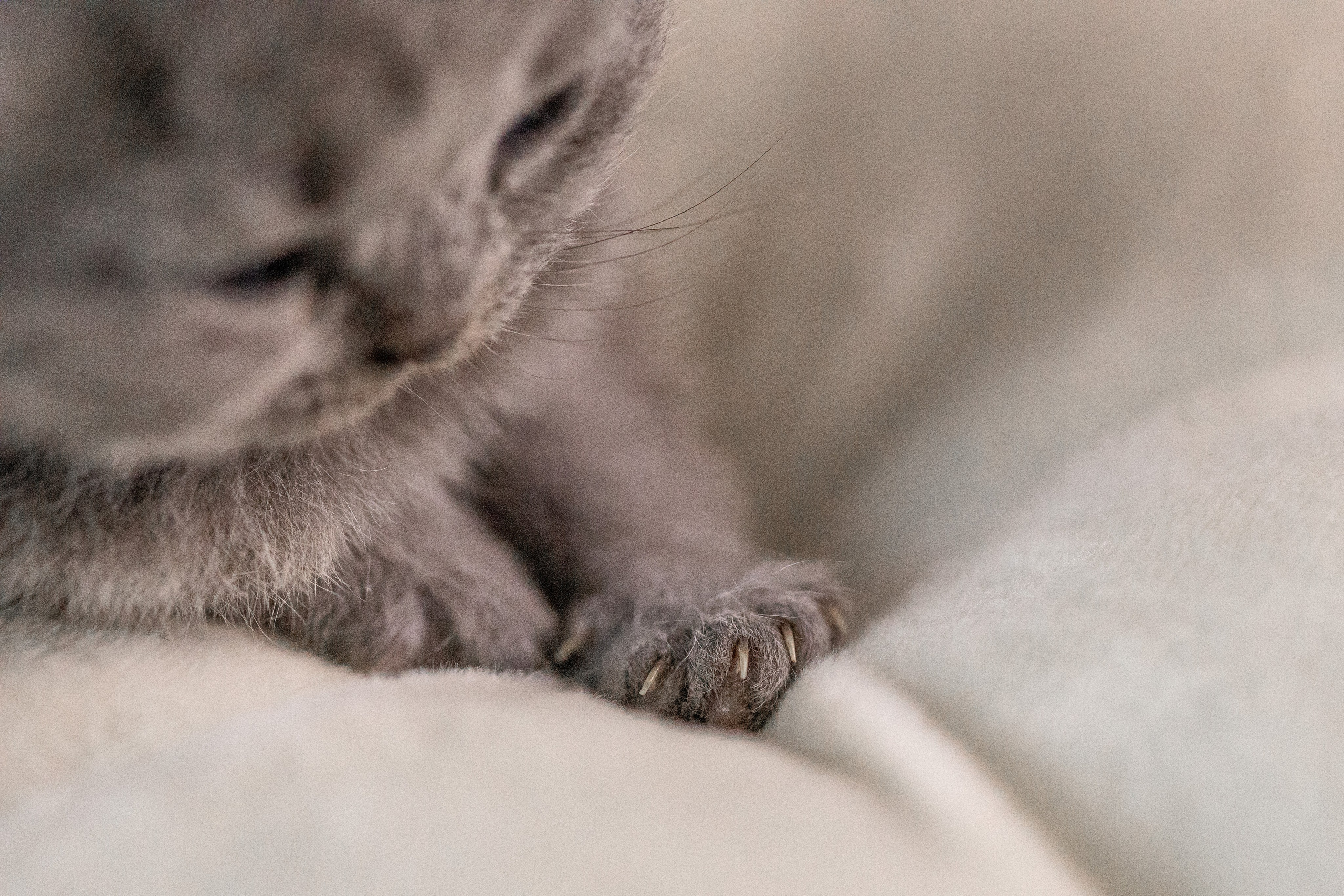 Котята. Фотограф Яна Матвеева в Ижевске