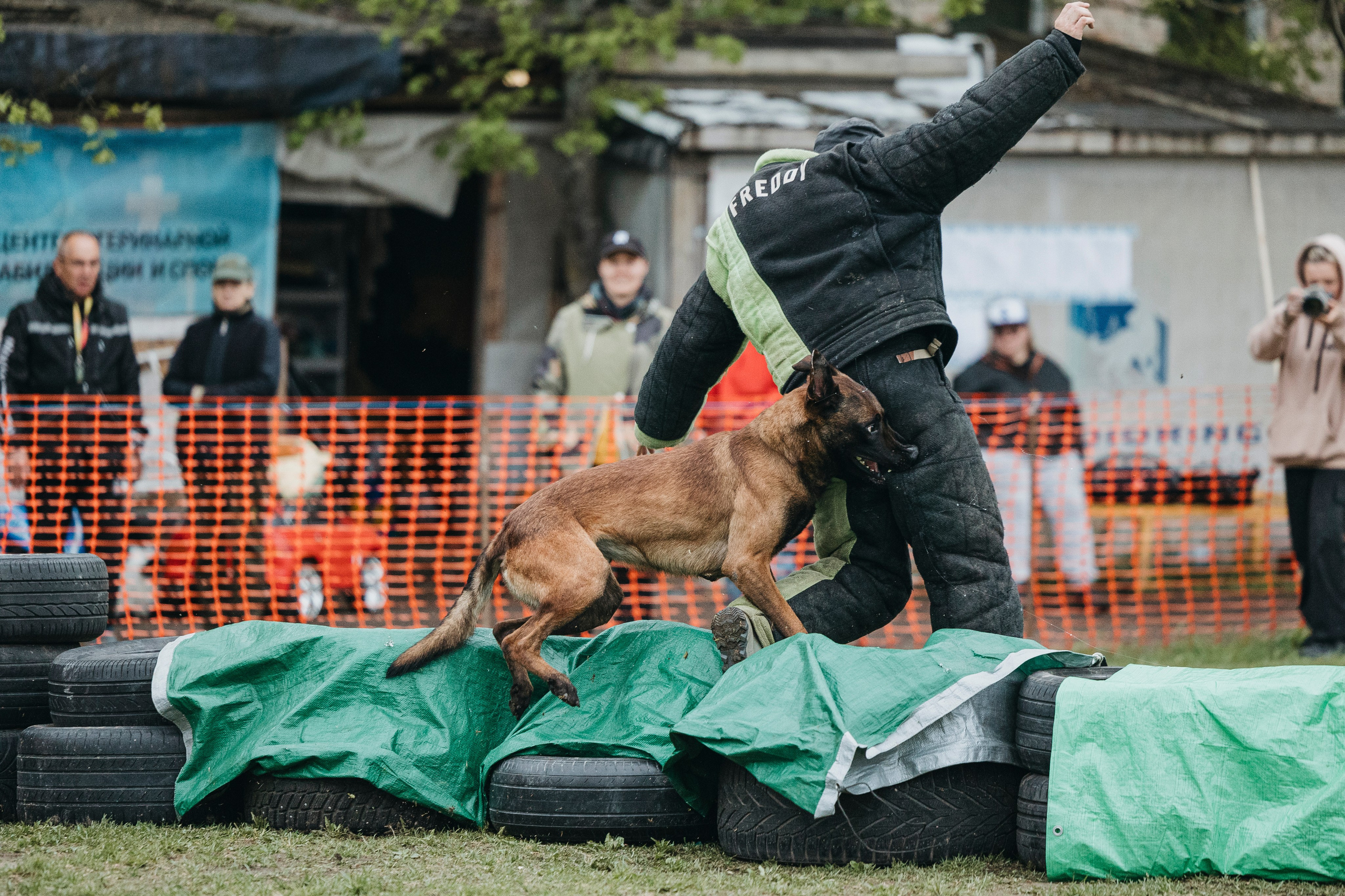 26.05.25 г. Пушкин квалификационные соревнования. Фотограф-анималист Анна Маринич