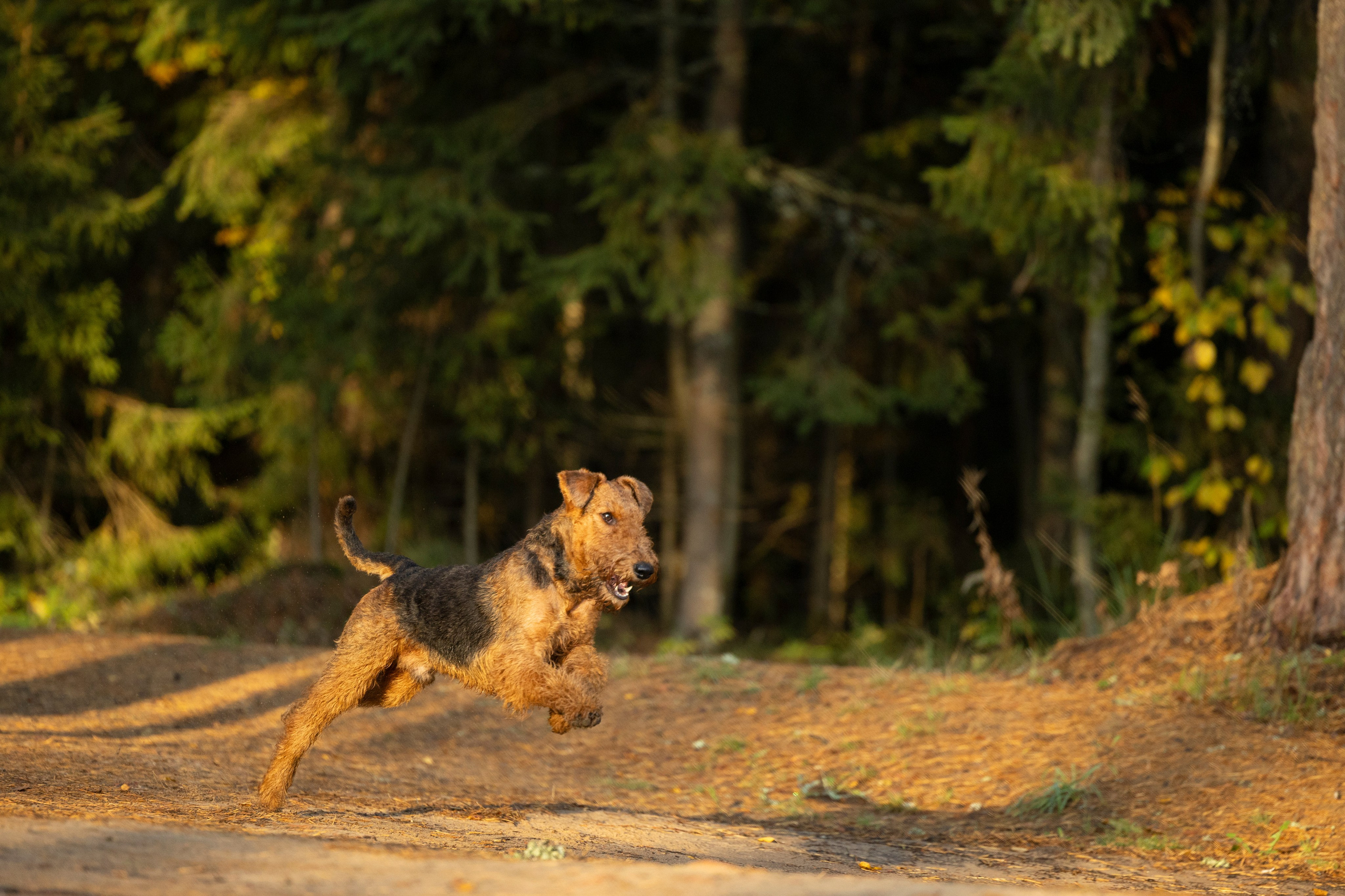 Харди. Фотограф-анималист Анна Маринич