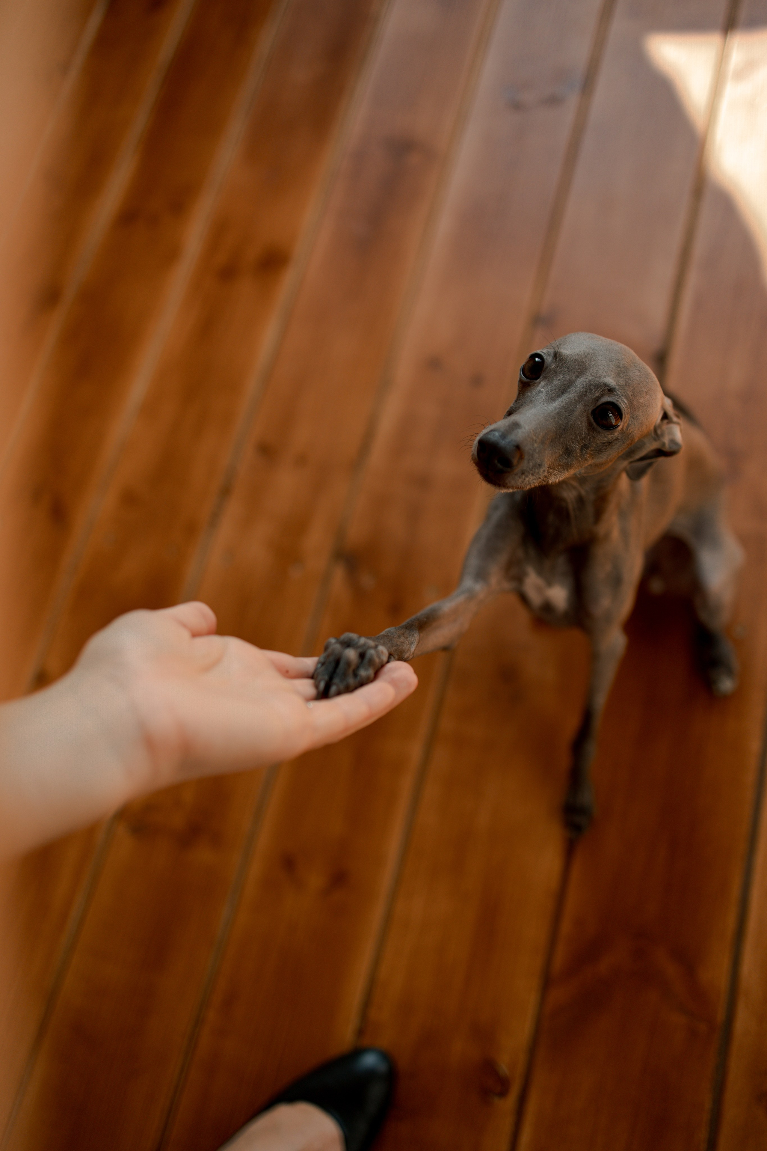 Ксюша и Луна. Фотограф — Анималист | Санкт-Петербург