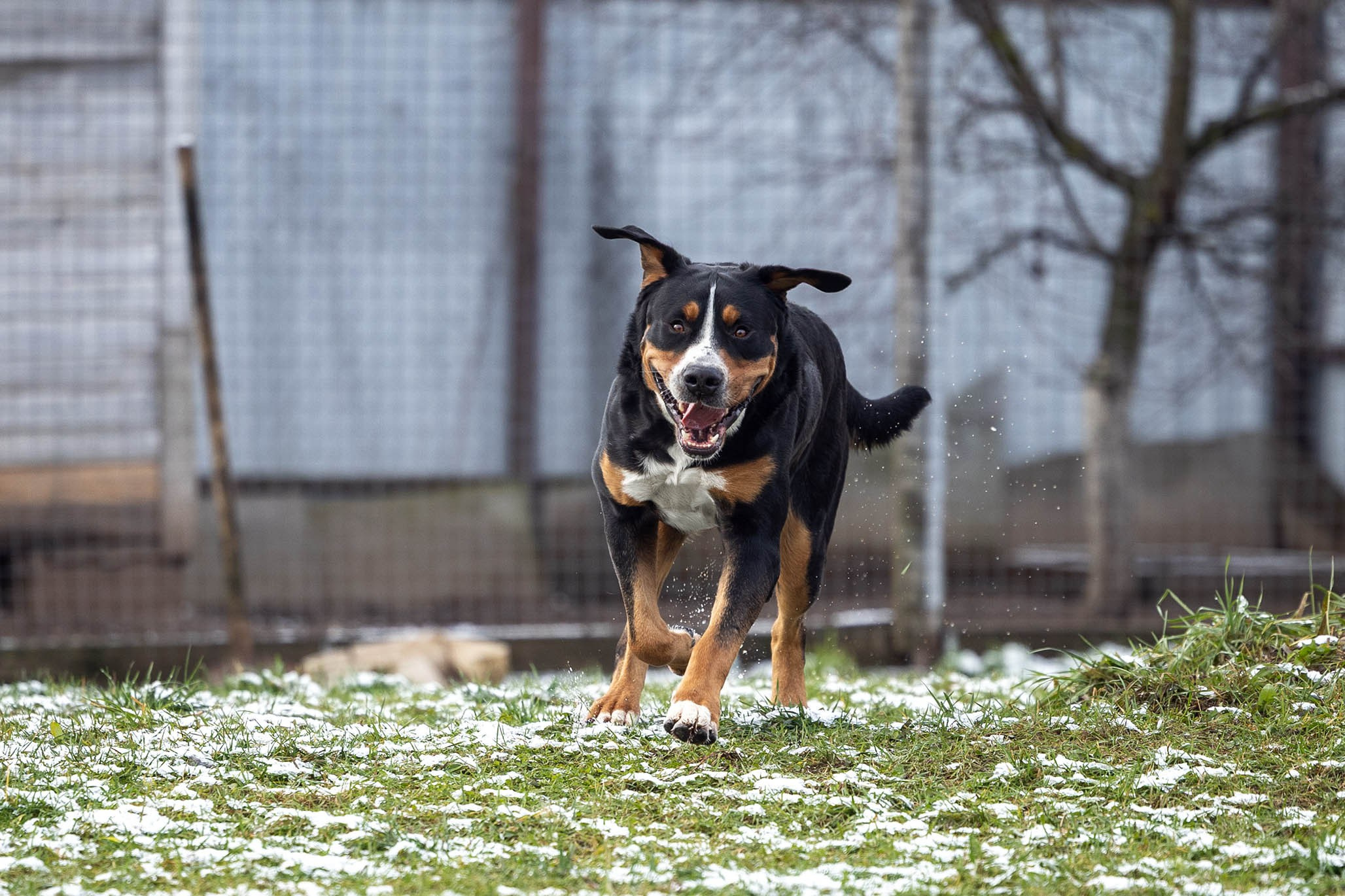 Sozvezdie Zennenhundov Markus (Маркус). Питомник Больших Швейцарских Зенненхундов в Калужской области / Москва