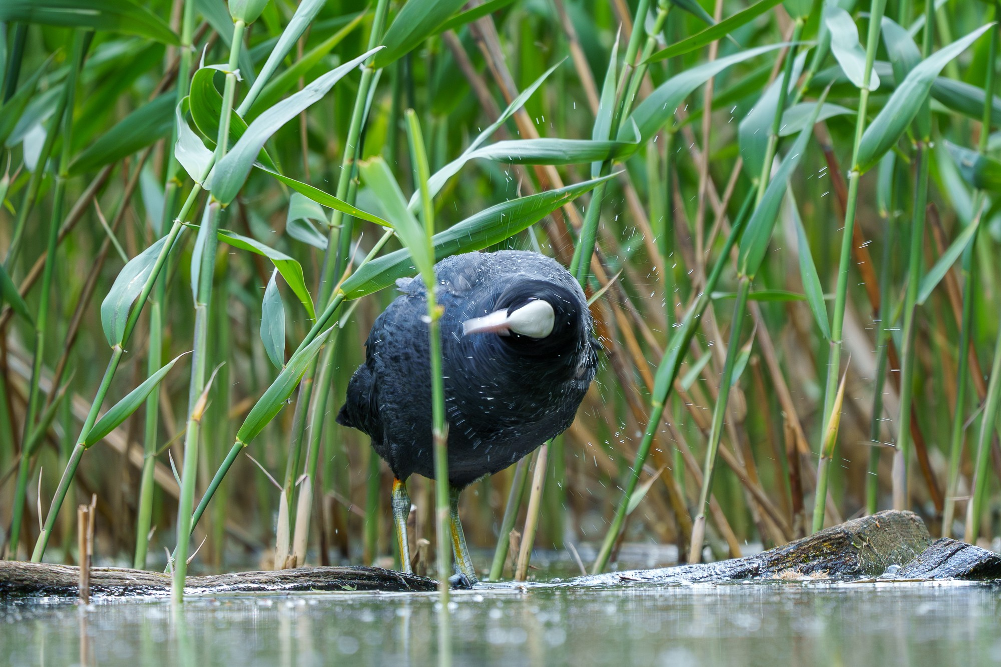 Удивительные мир птиц. Вокруг нас столько прекрасного — присмотритесь!. Ваш личный фотограф Марина Волкова