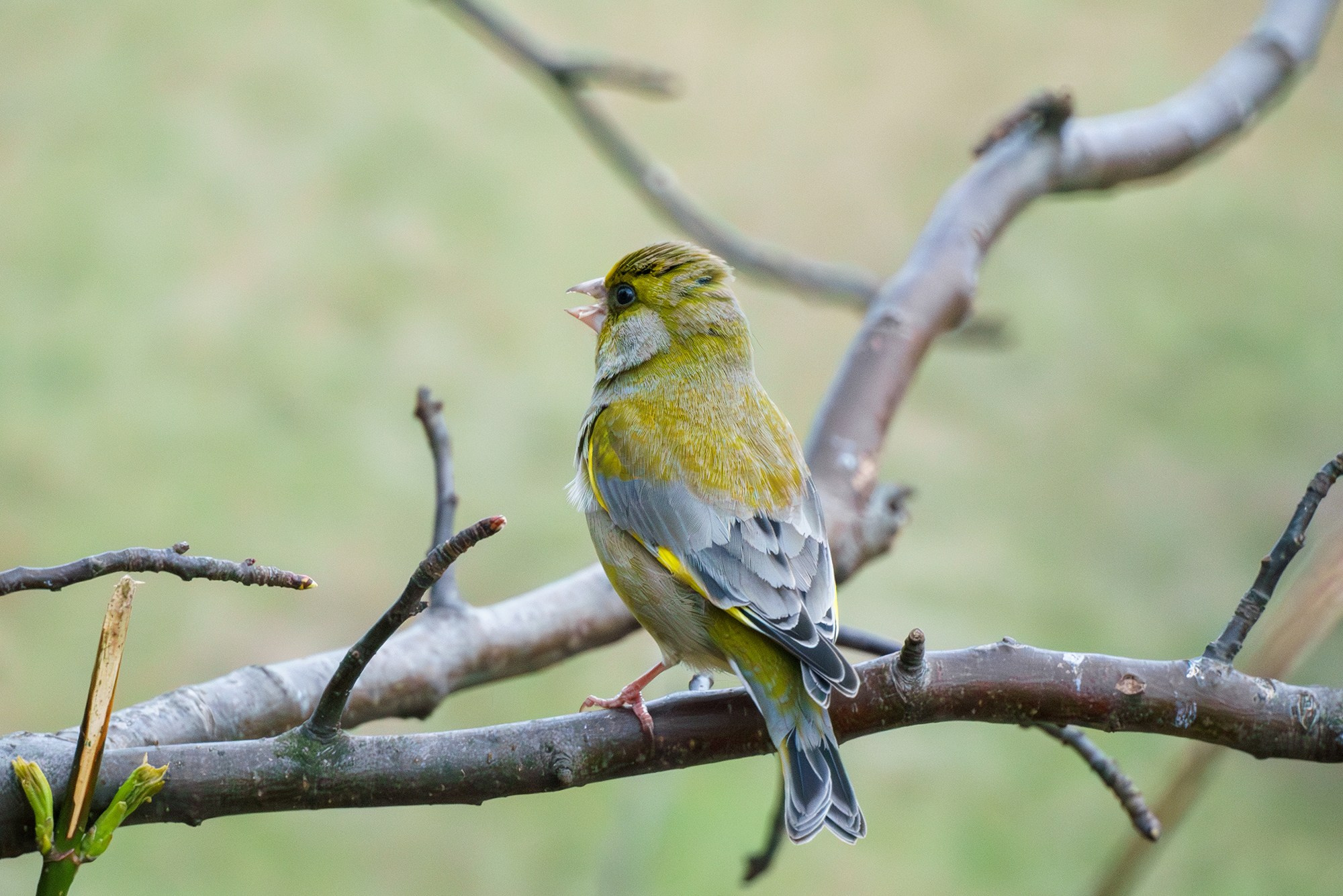 Удивительные мир птиц. Вокруг нас столько прекрасного — присмотритесь!. Ваш личный фотограф Марина Волкова