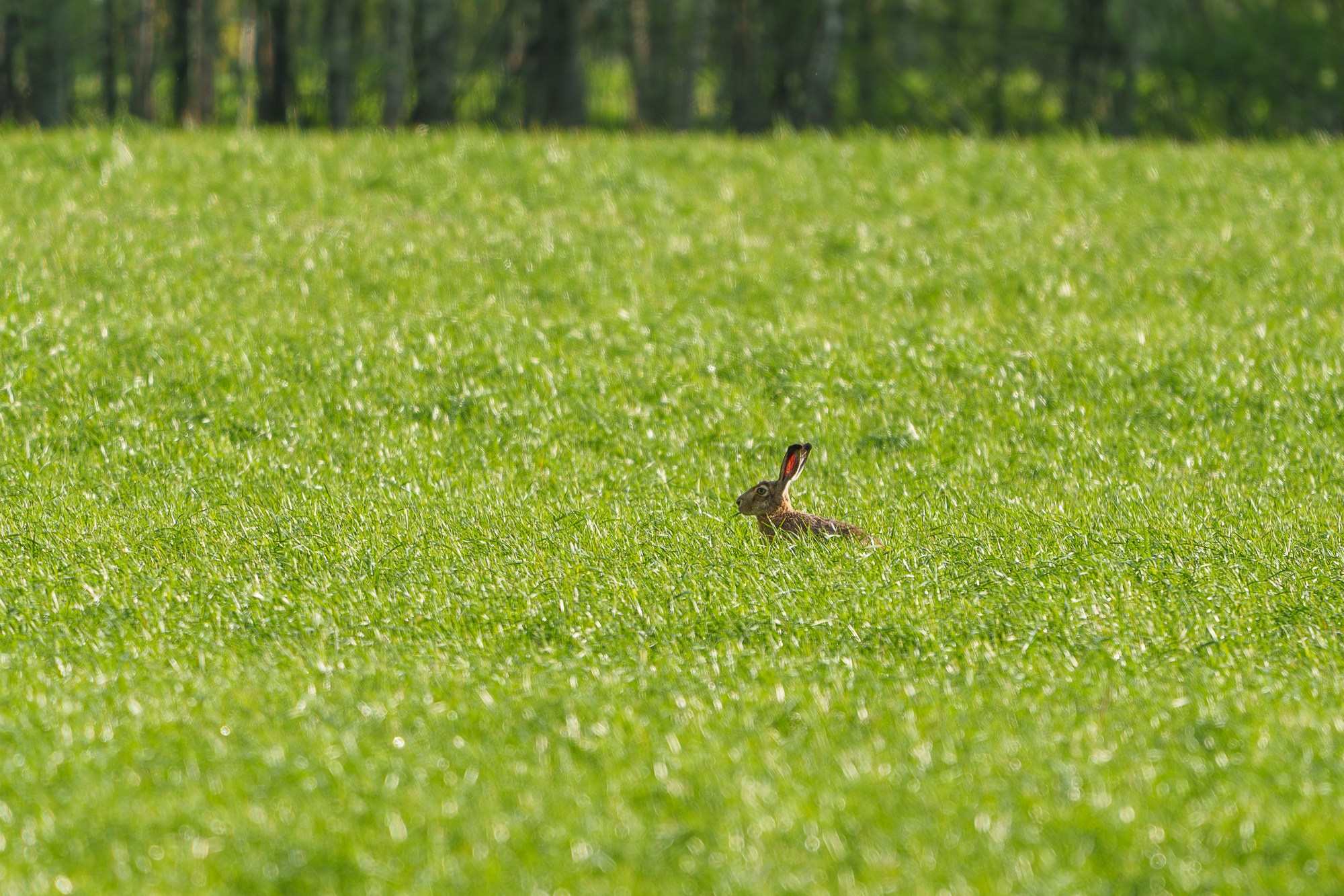 Животные. Ваш личный фотограф Марина Волкова