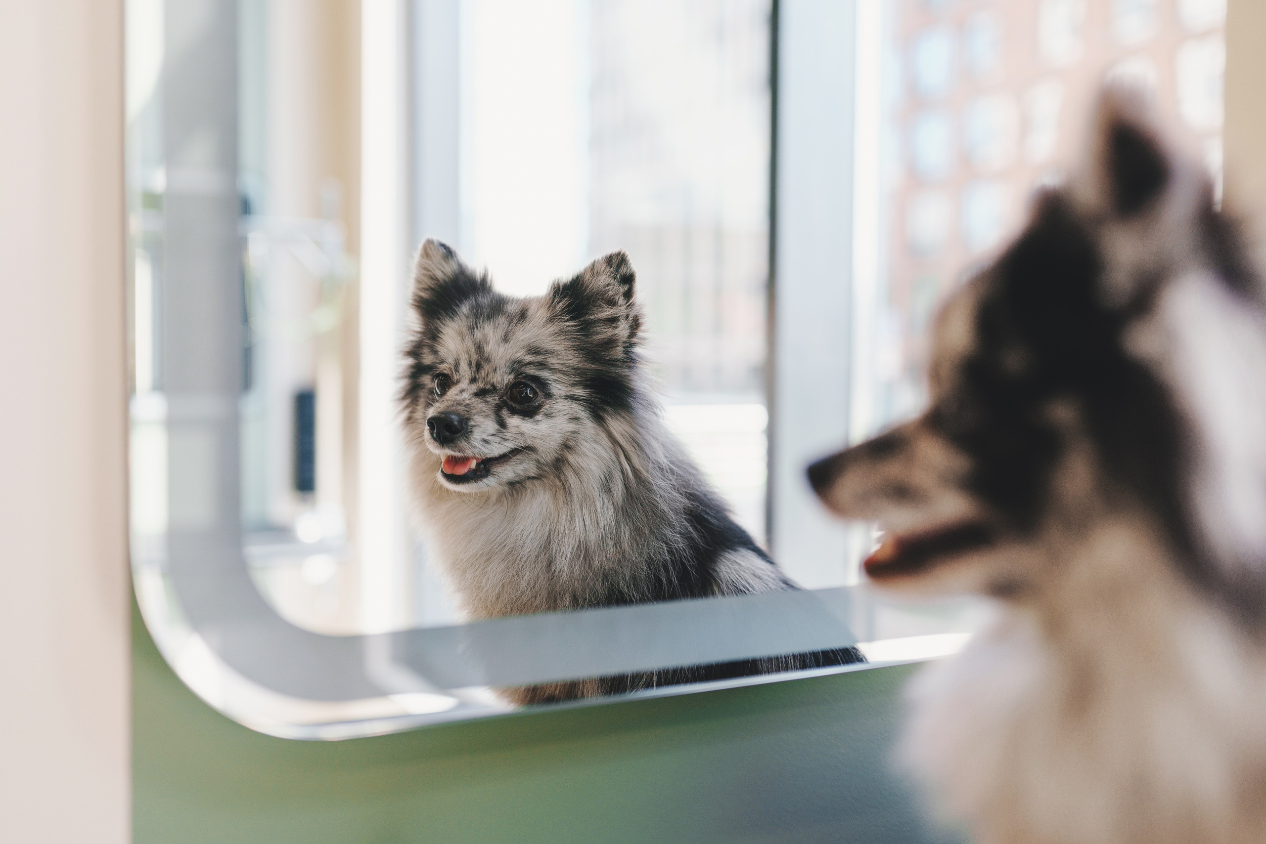 Груминг-салон. Фотограф анималист Осипчикова Мария