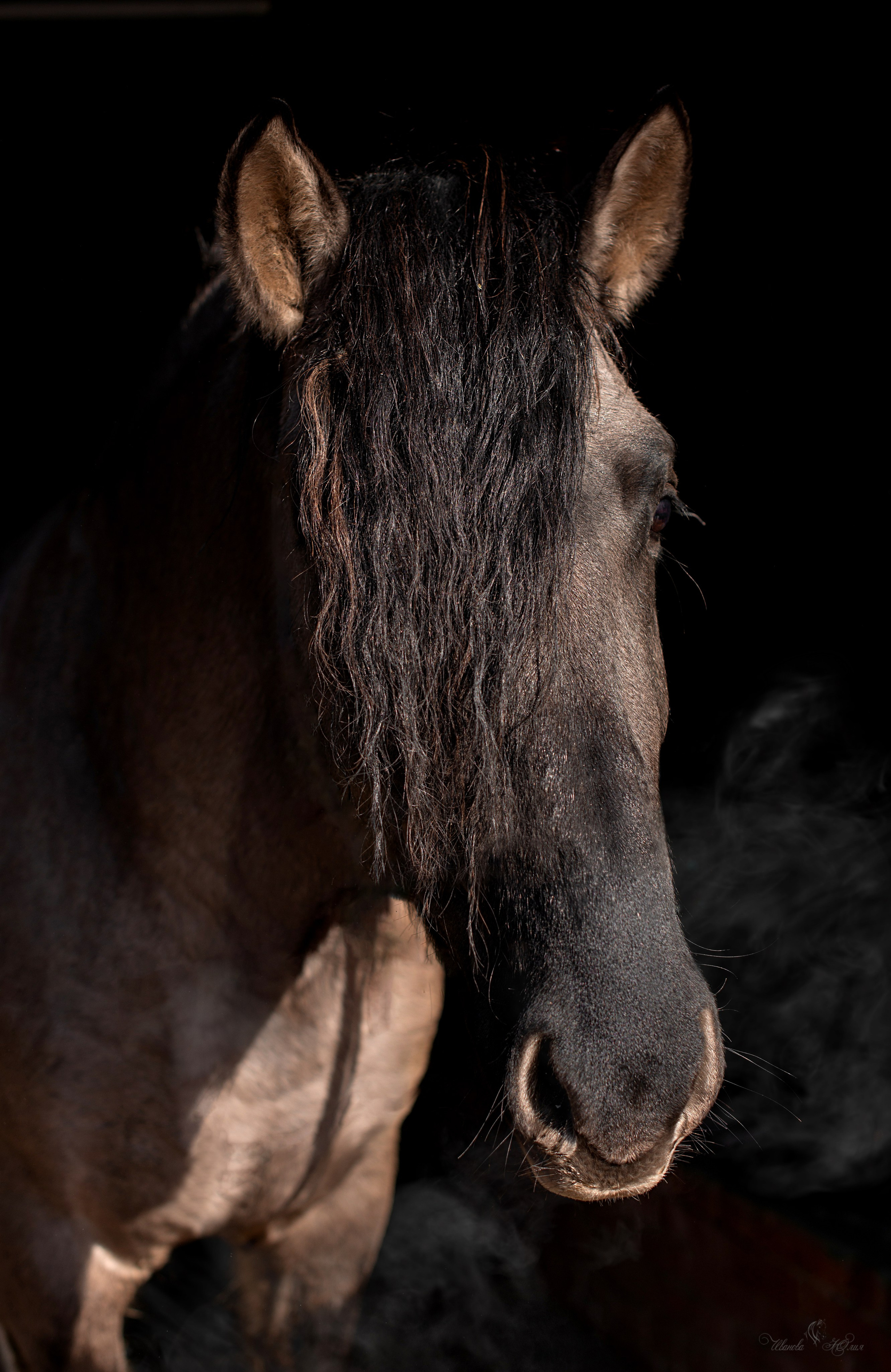 Услуги. Конный фотограф в Саратове Юлия Иванова