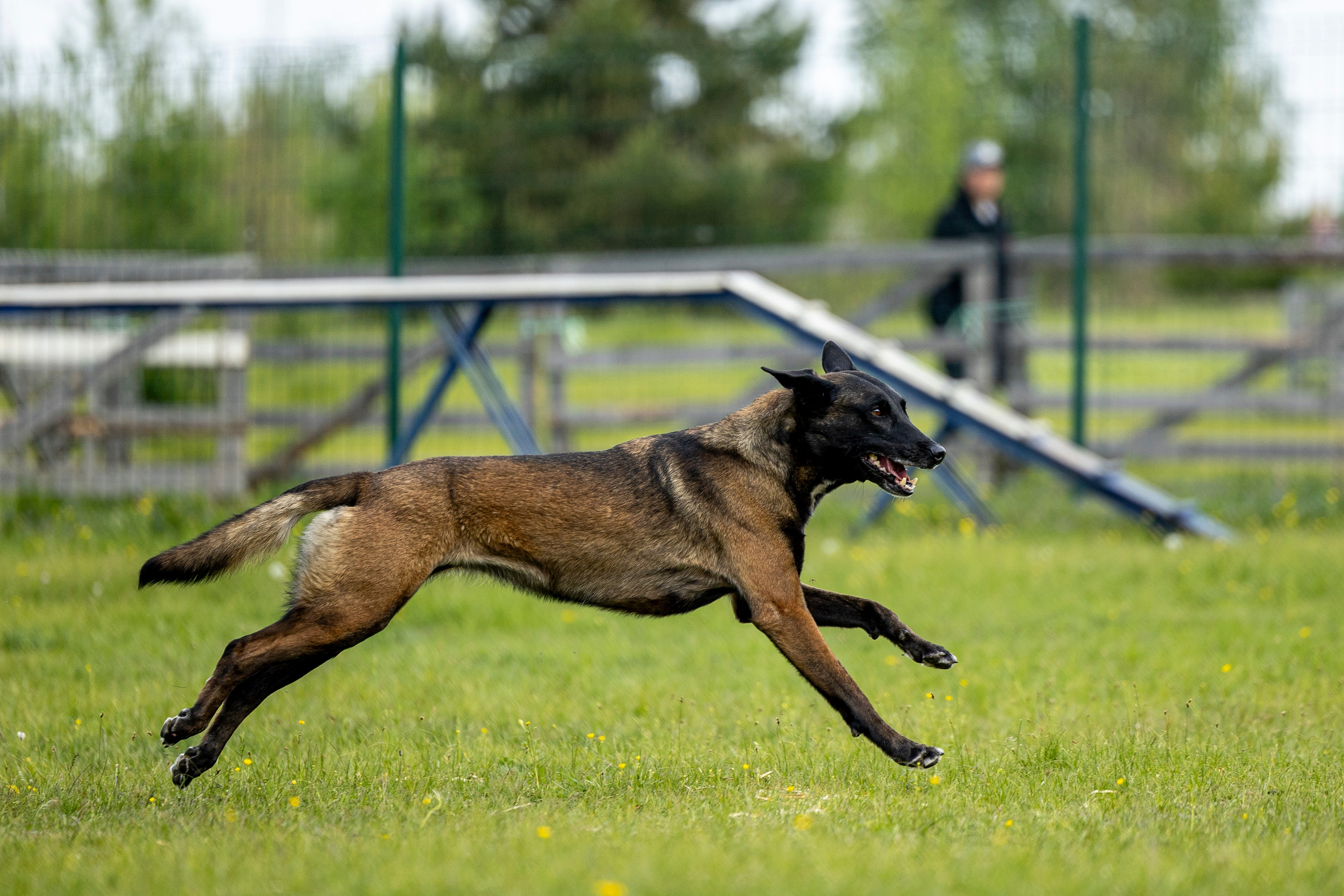 Испытания по мондьорингу в Нижнем Новгороде. Фотограф-анималист Анна Маринич
