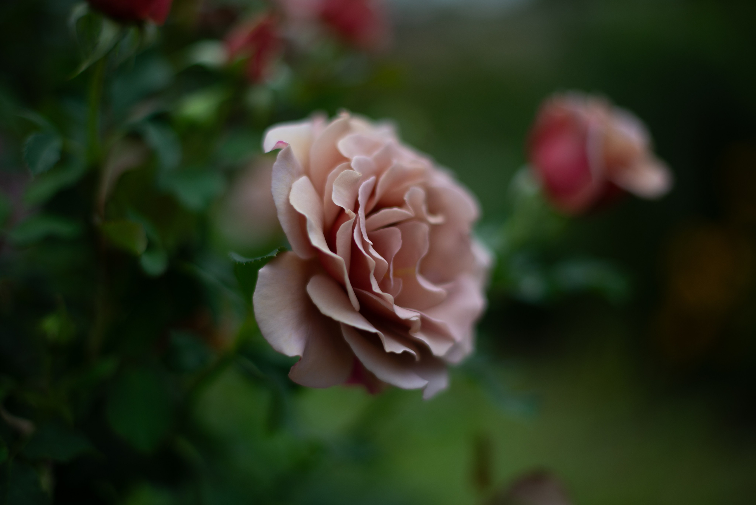 Цветы сада МГУ. Victoria Radjevna Репортажный Фотограф — Видеограф Москва • Санкт-Петербург