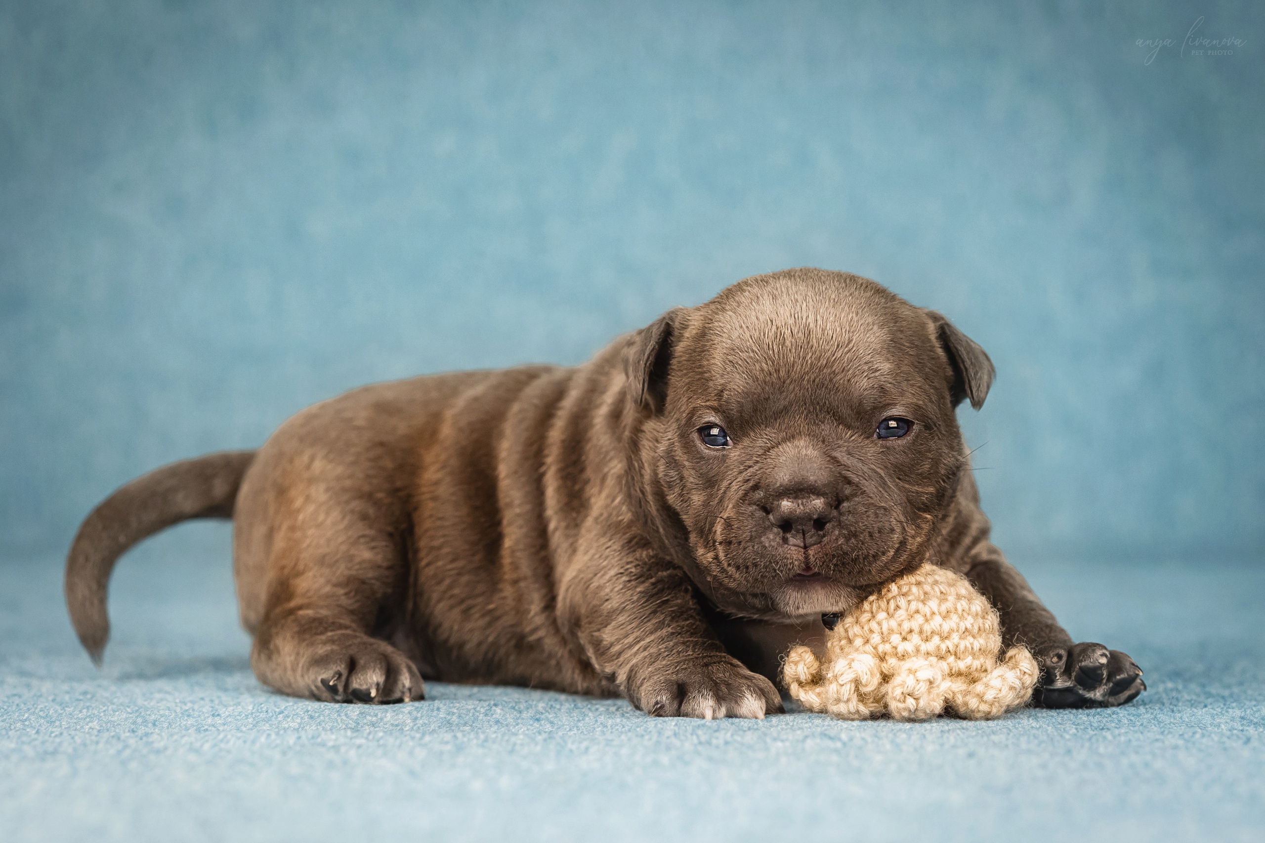 Амбулли. Фотограф анималист Аня Ливанова | Рыбинск
