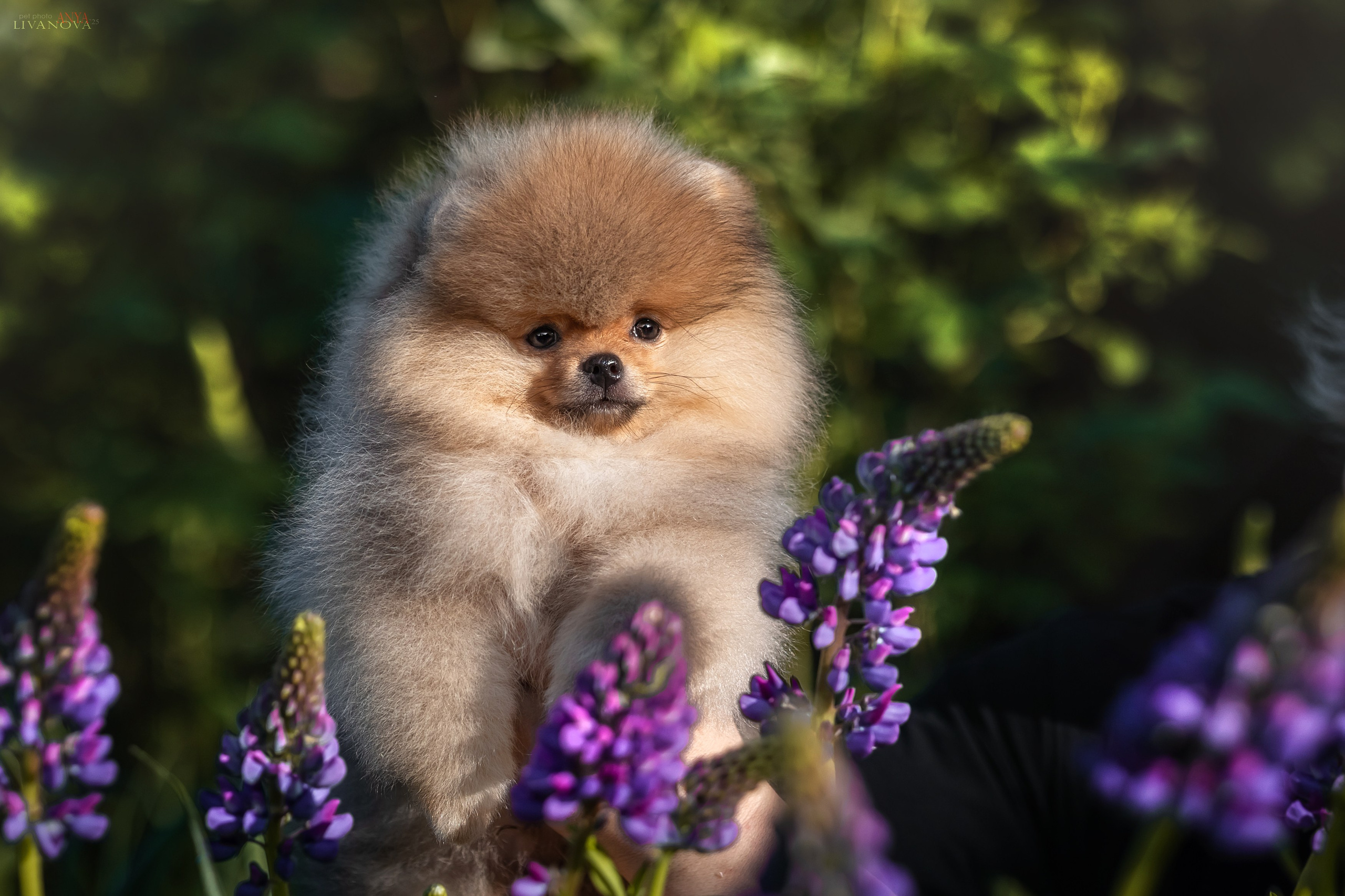 Шпичики. Фотограф анималист Аня Ливанова | Рыбинск