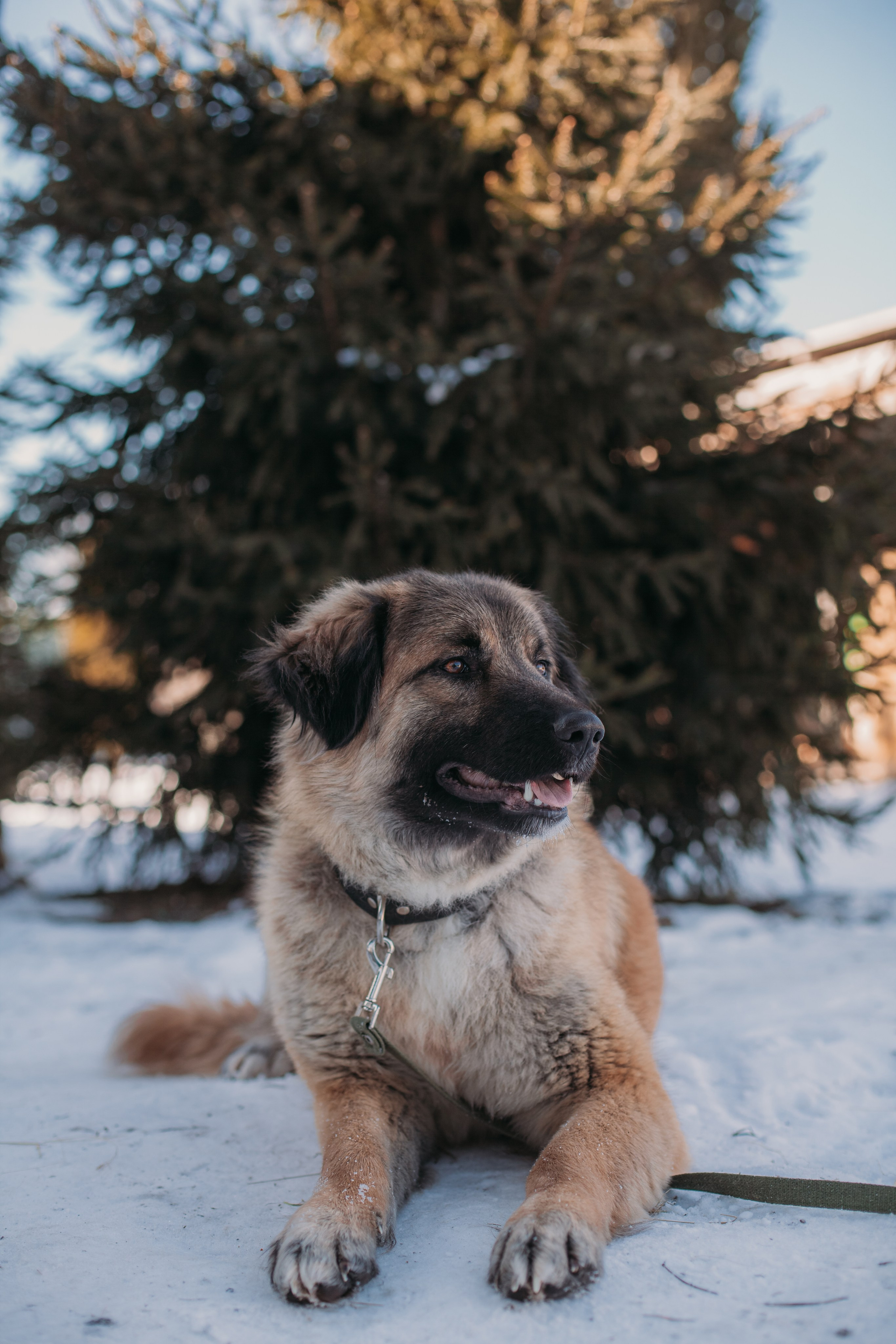 Фотосессии животных. Детский фотограф, фотограф-анималист