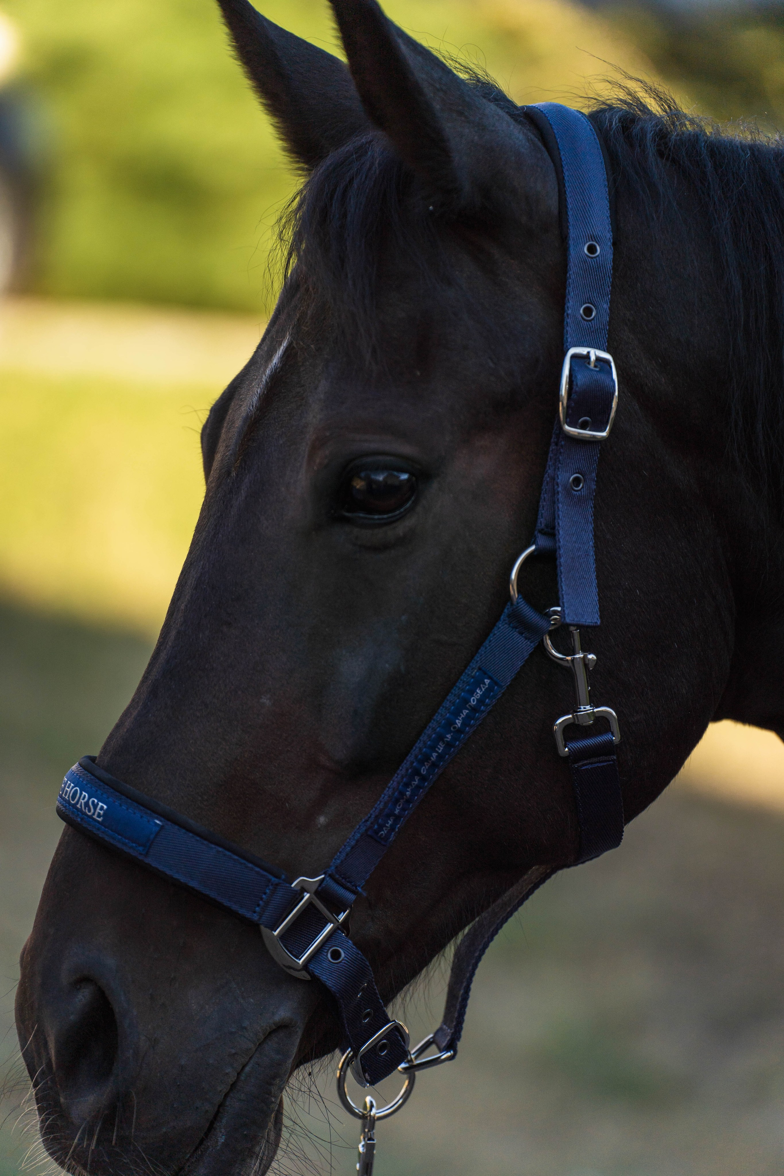 Конно-спортивная одежда. Фотограф в Москве Ленарская Дарья