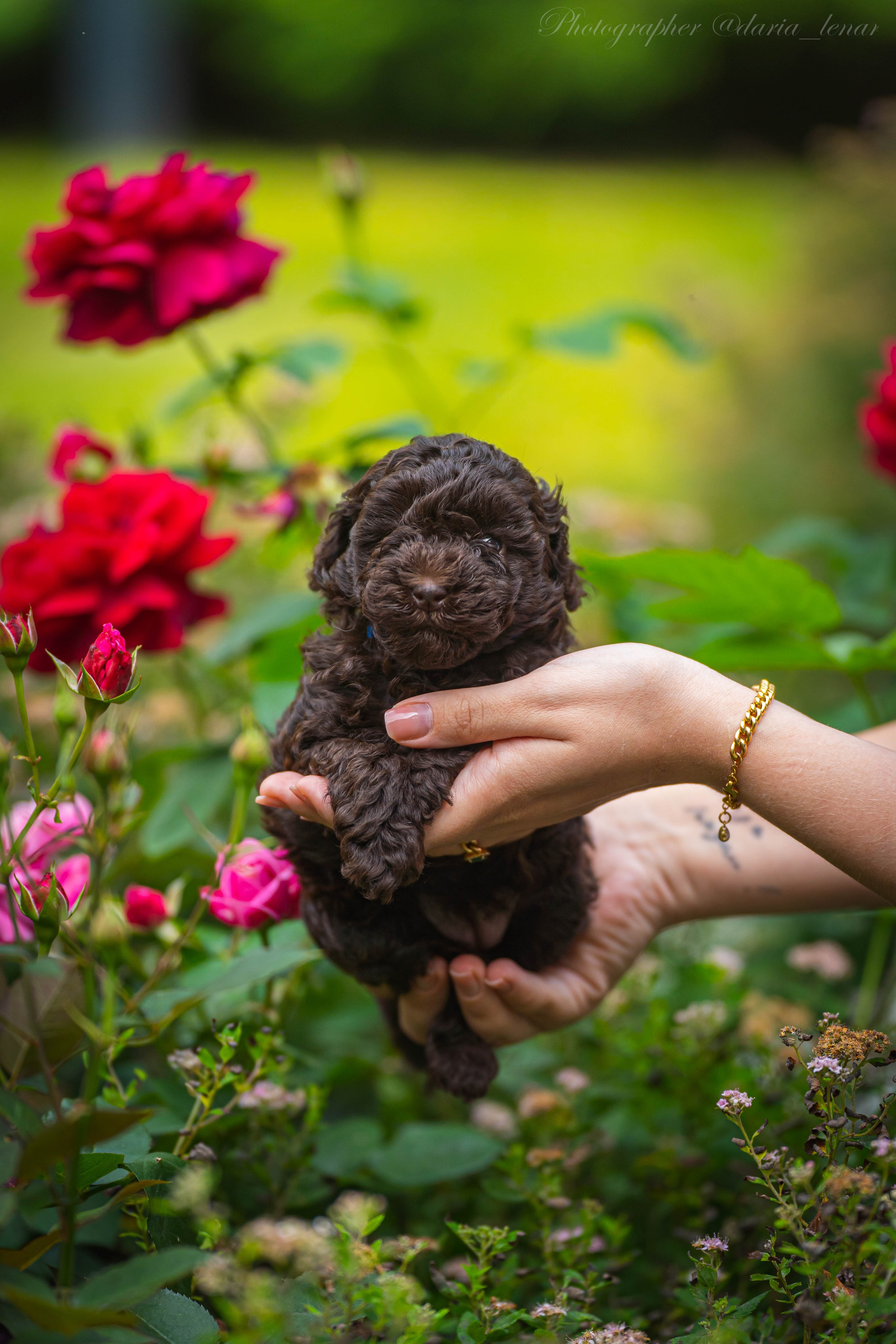 Питомник мини-пуделей. Фотограф в Москве Ленарская Дарья