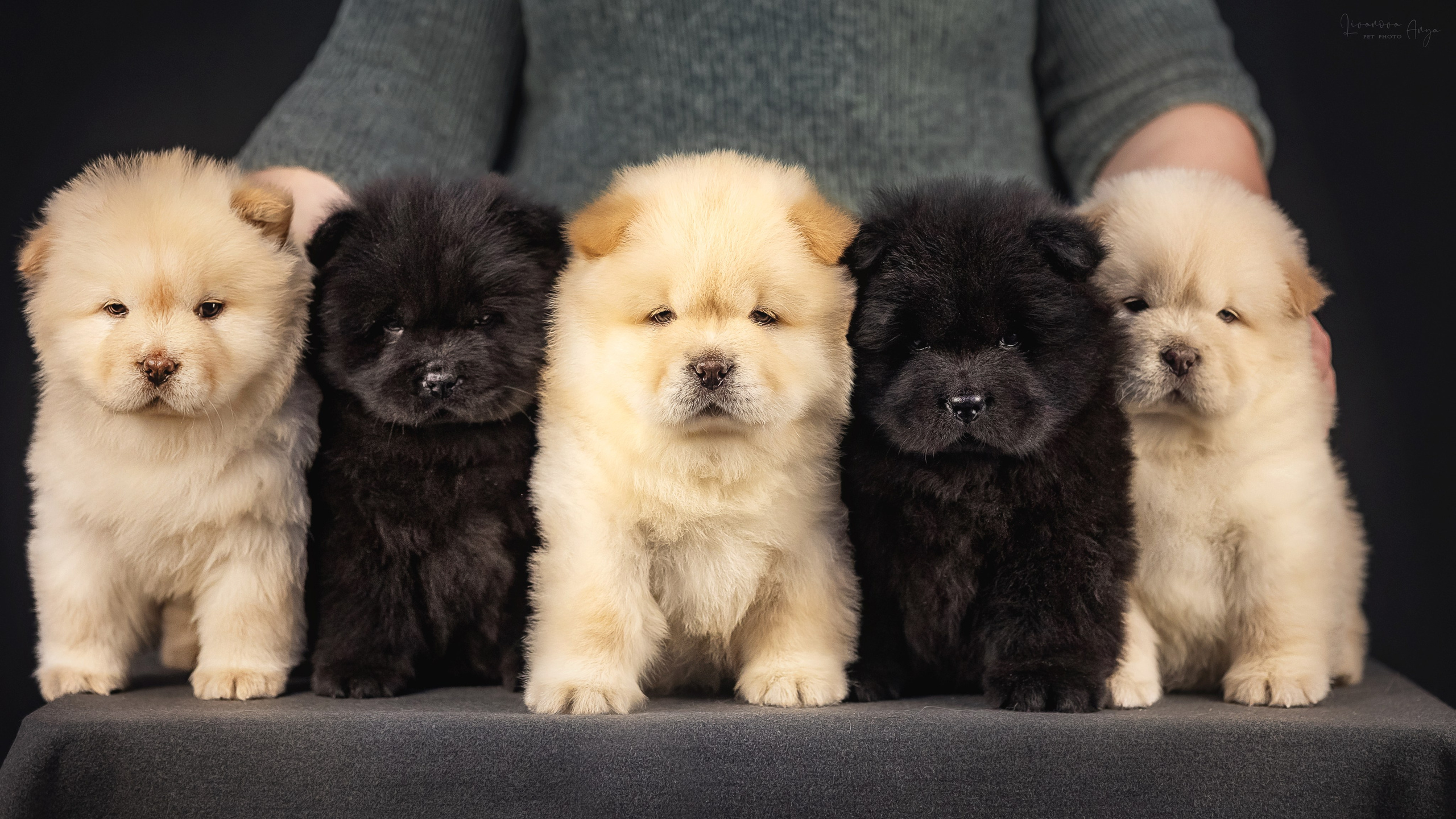 Чаушки. Фотограф анималист Аня Ливанова | Рыбинск