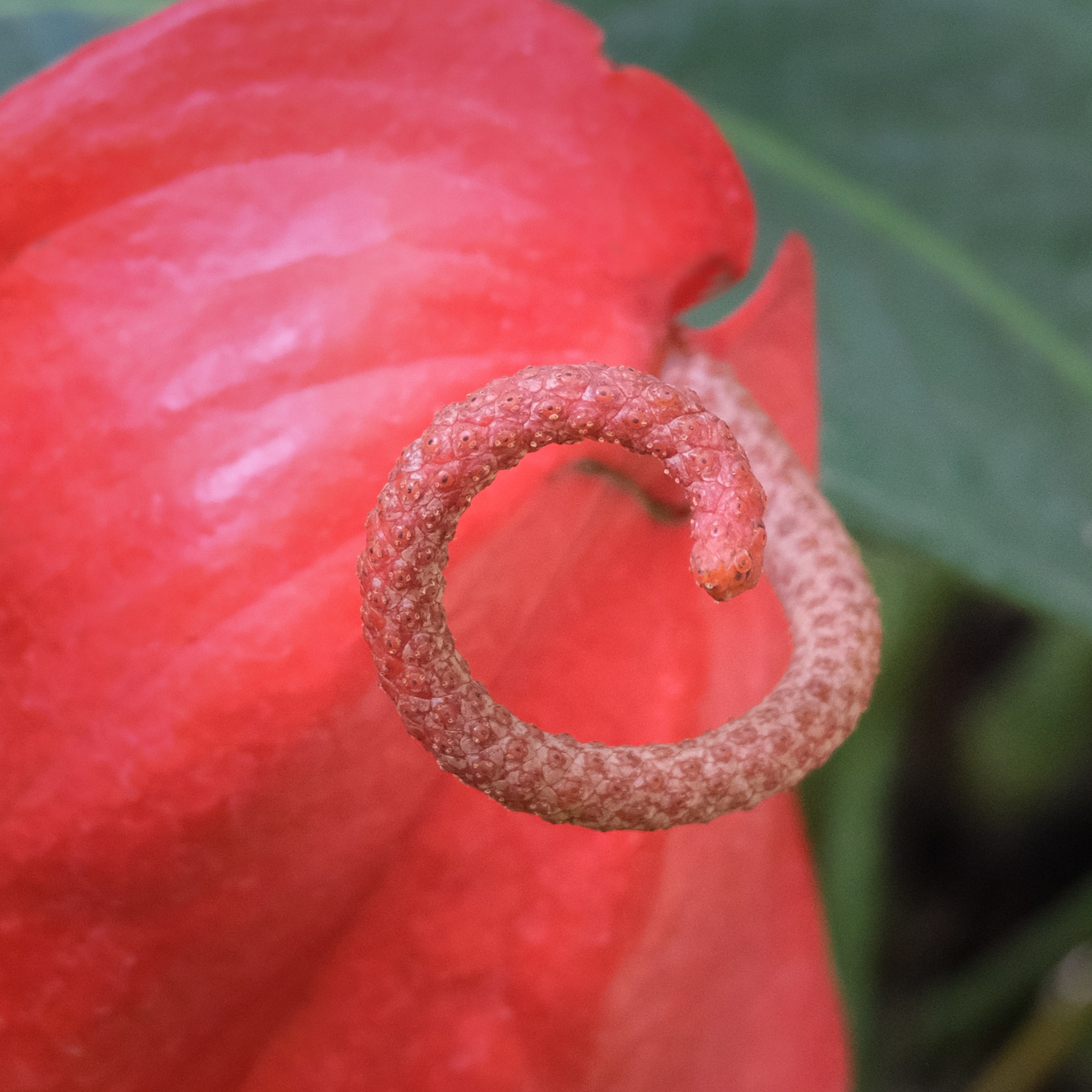 Портреты II. Фотографии города, архитектуры, цветов, макро, кошек. Москва