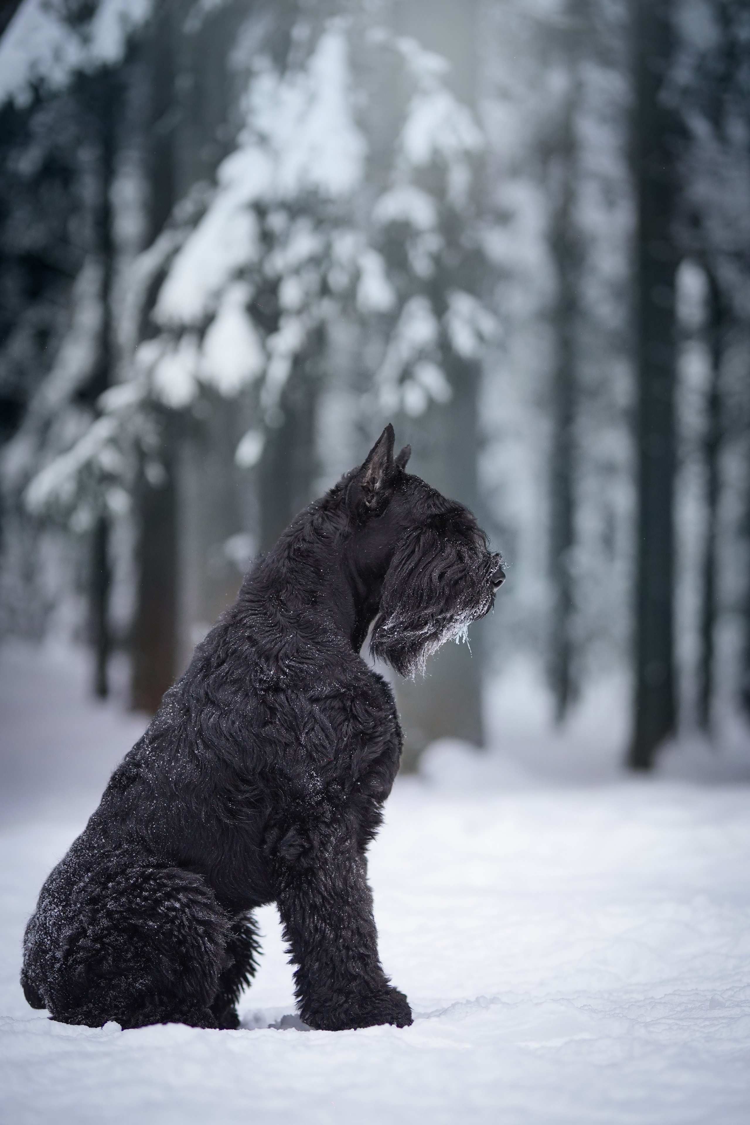 Оля Миша и шнауцеры. Фотограф-анималист в Санкт-Петербурге Яна Мартынова
