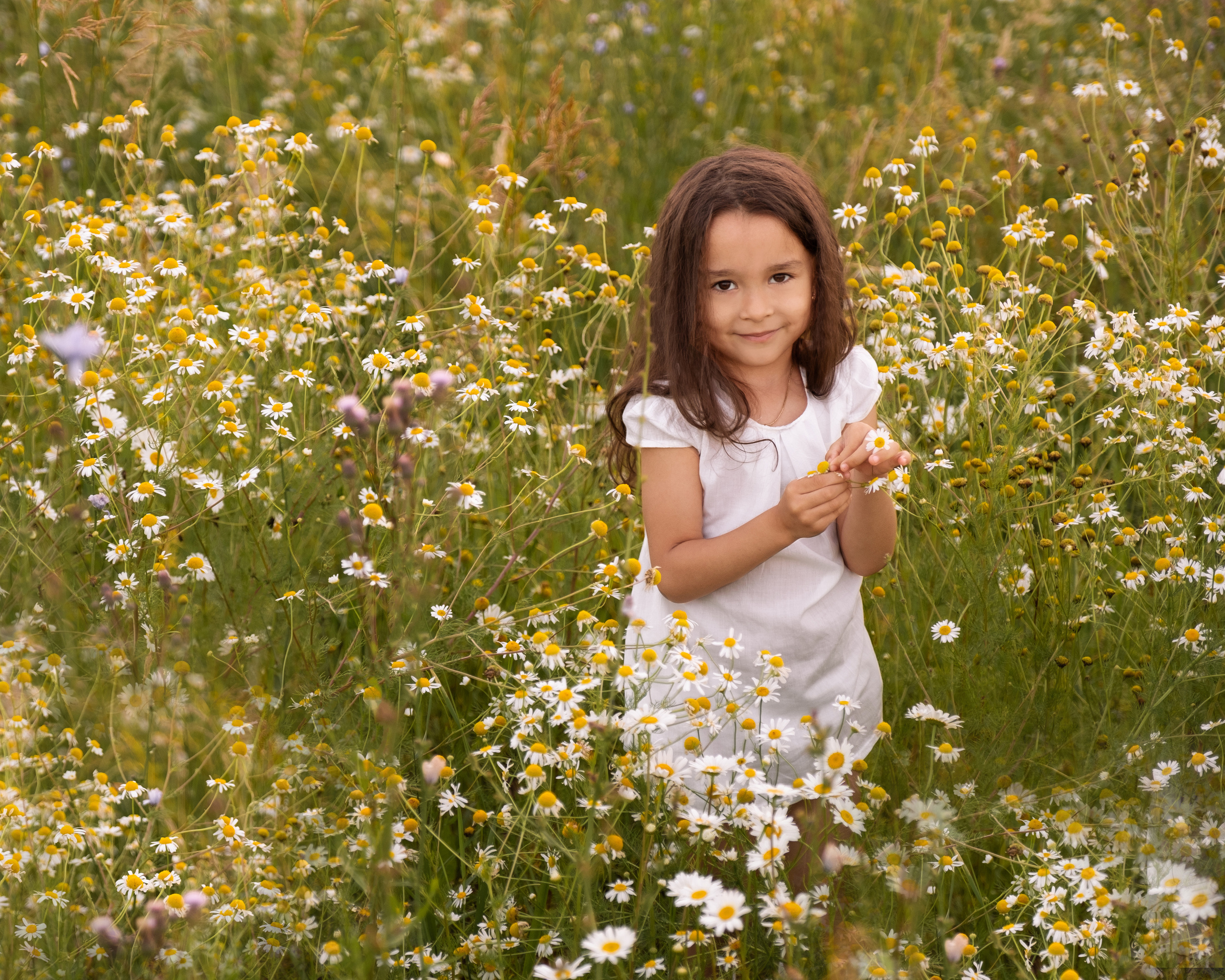 Ромашки. Фотограф в Подольске Яковлева Ольга