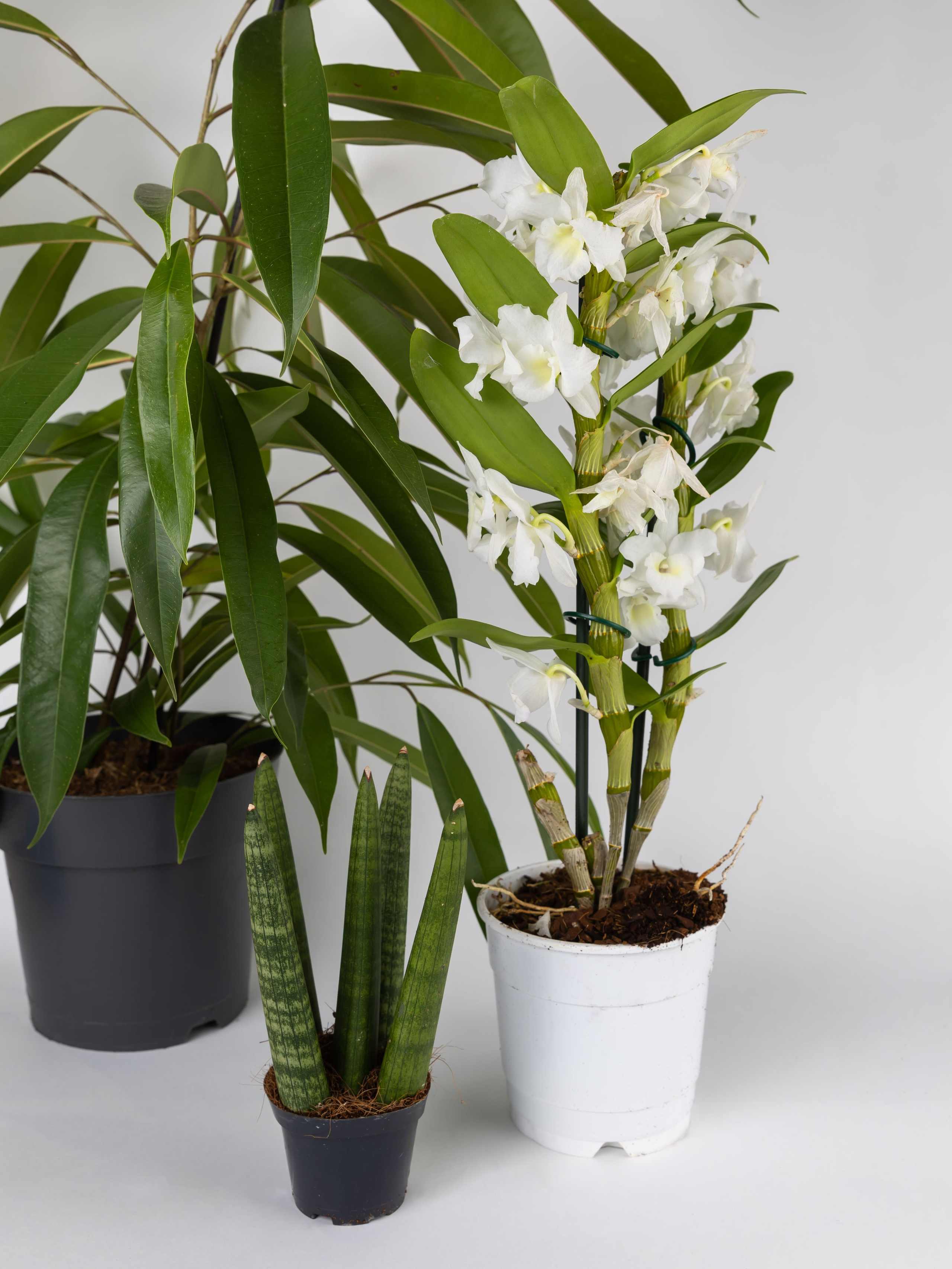 01.08.2025 Фотосессия Цветополис. ФОТОГРАФ ВИНОГРАДОВА ДАРЬЯ