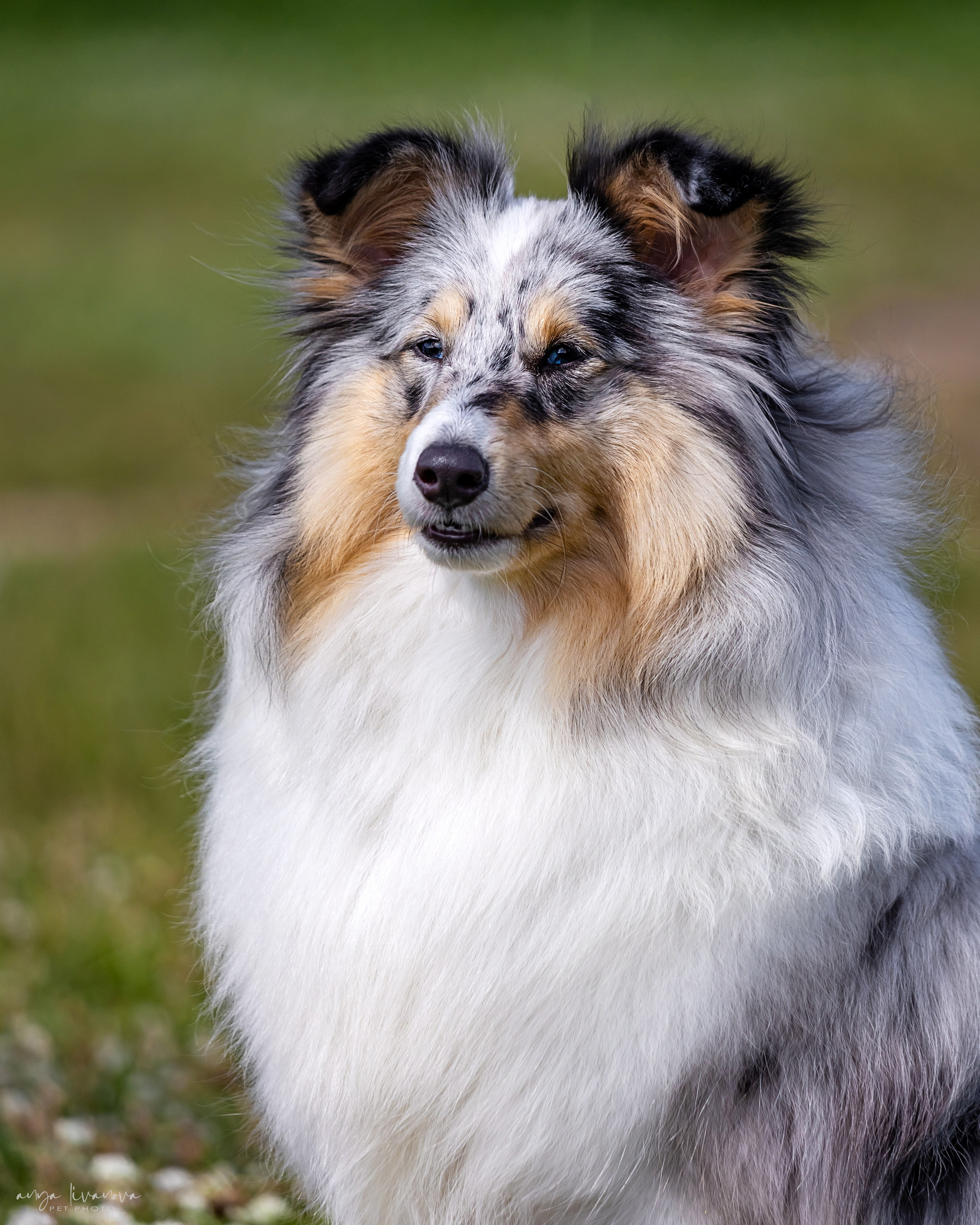 Шелти Мальвина и Марго. Фотограф анималист Аня Ливанова | Рыбинск