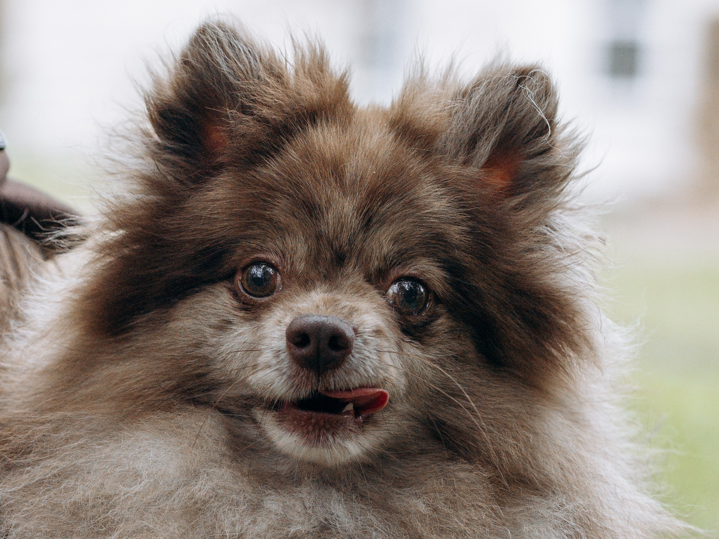 Скай, Марти и Катя. Фотограф-анималист в Москве Кириллова Татьяна