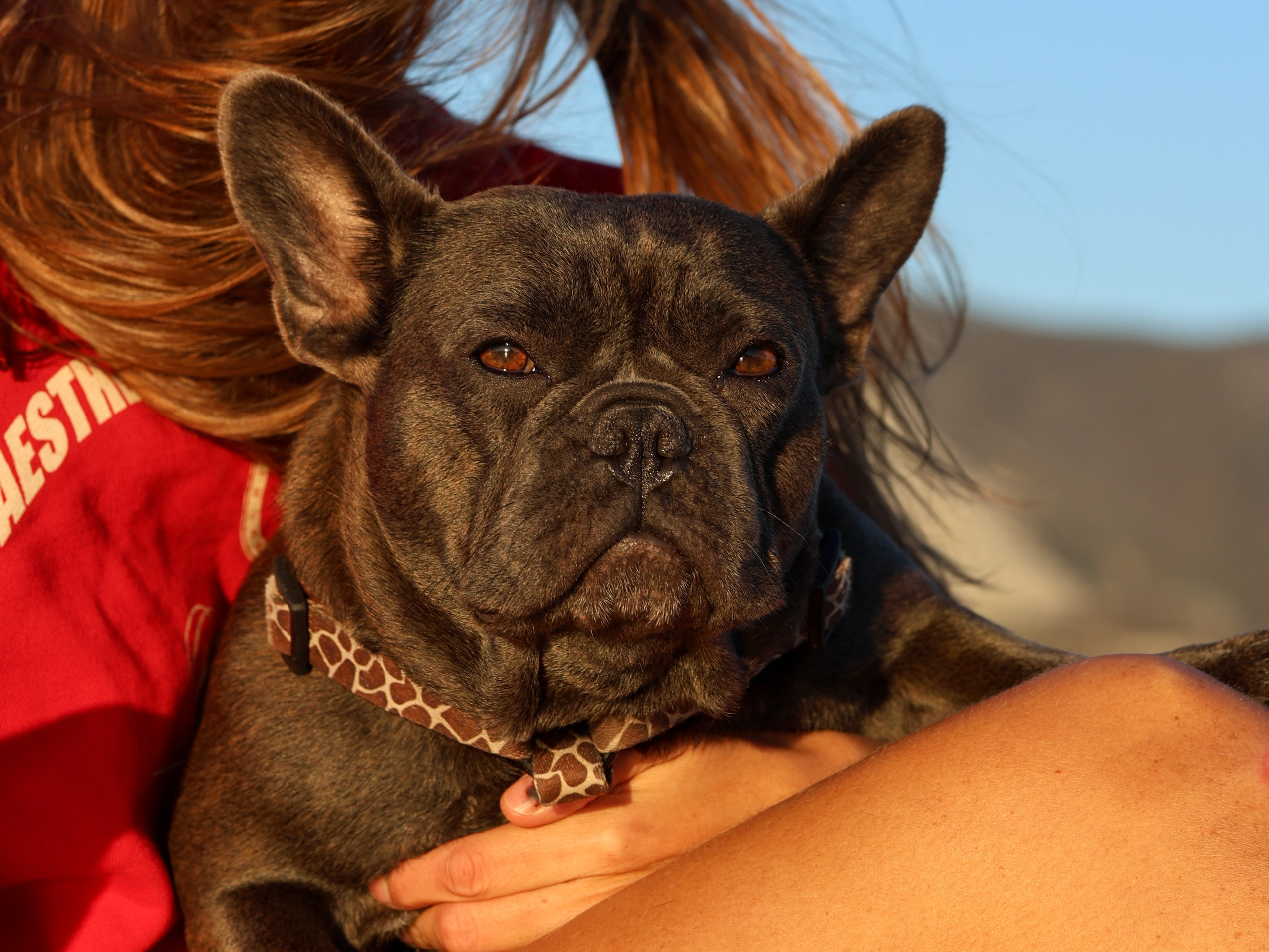 Белла, Луна и Нелли. Фотограф-анималист в Москве Кириллова Татьяна