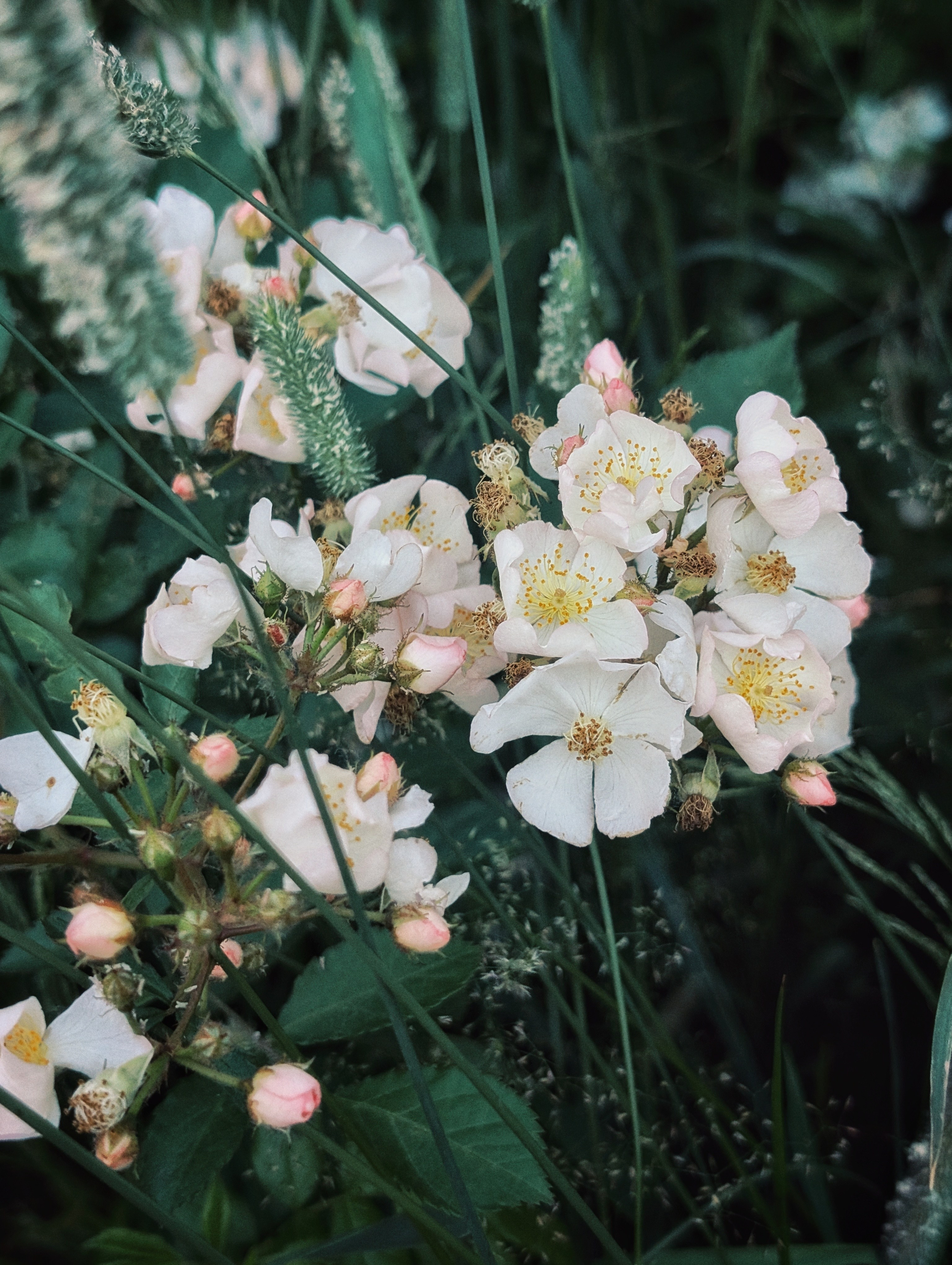 Вдохновение. Ph___tina